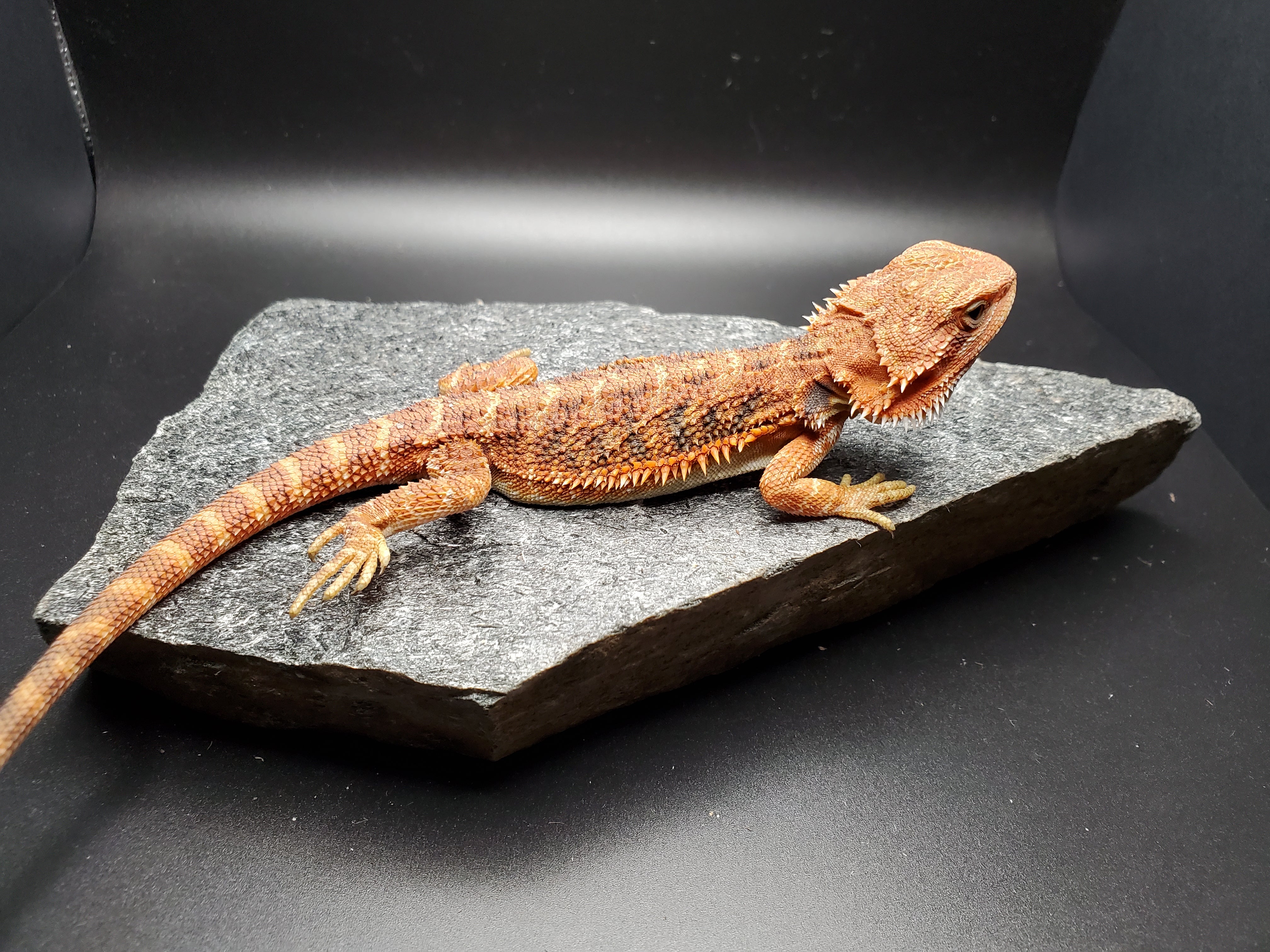 Bearded Dragon (Ultra High Colour Translucent)