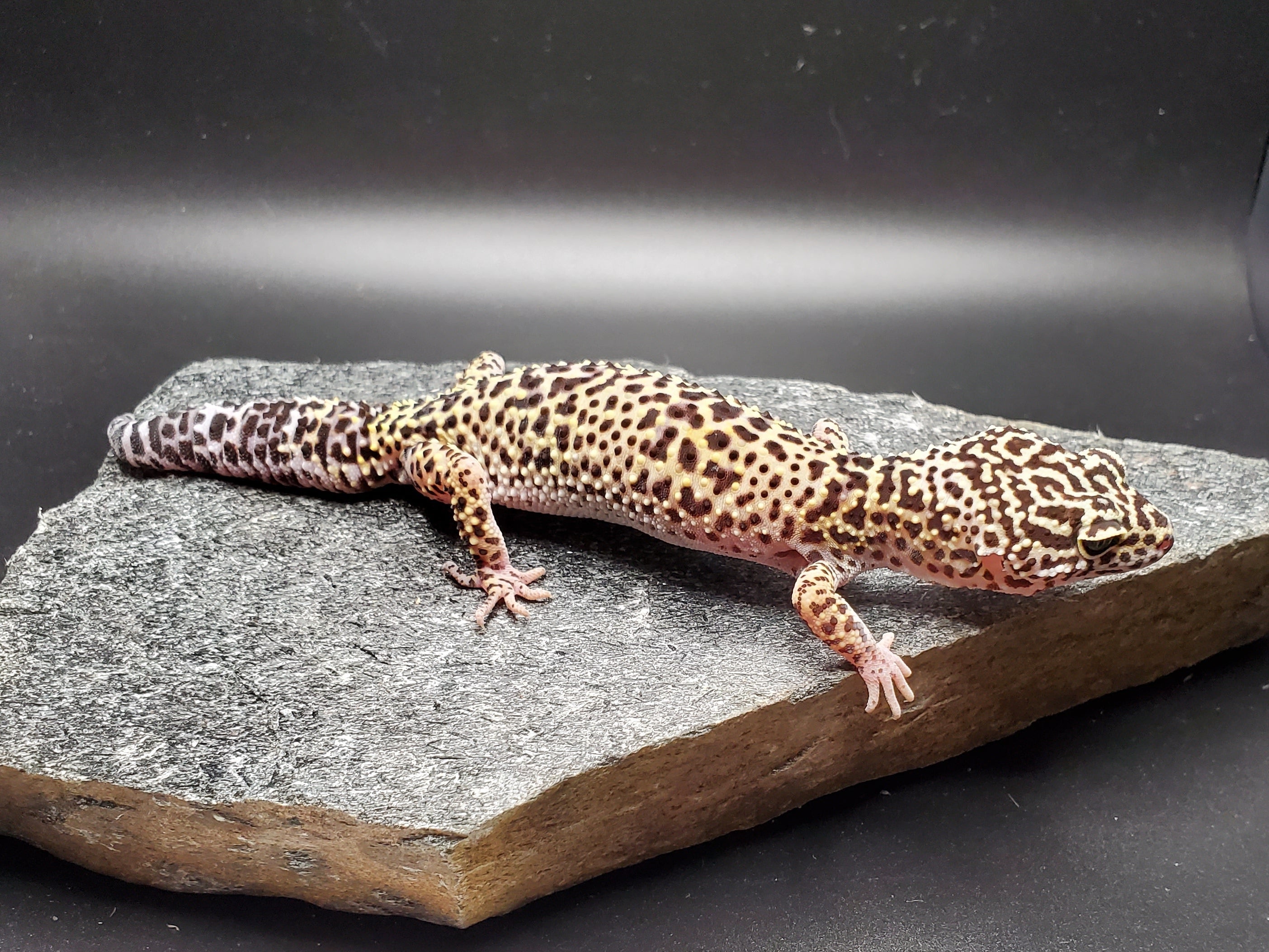Afghan Leopard Gecko (E. m. afghanicus)