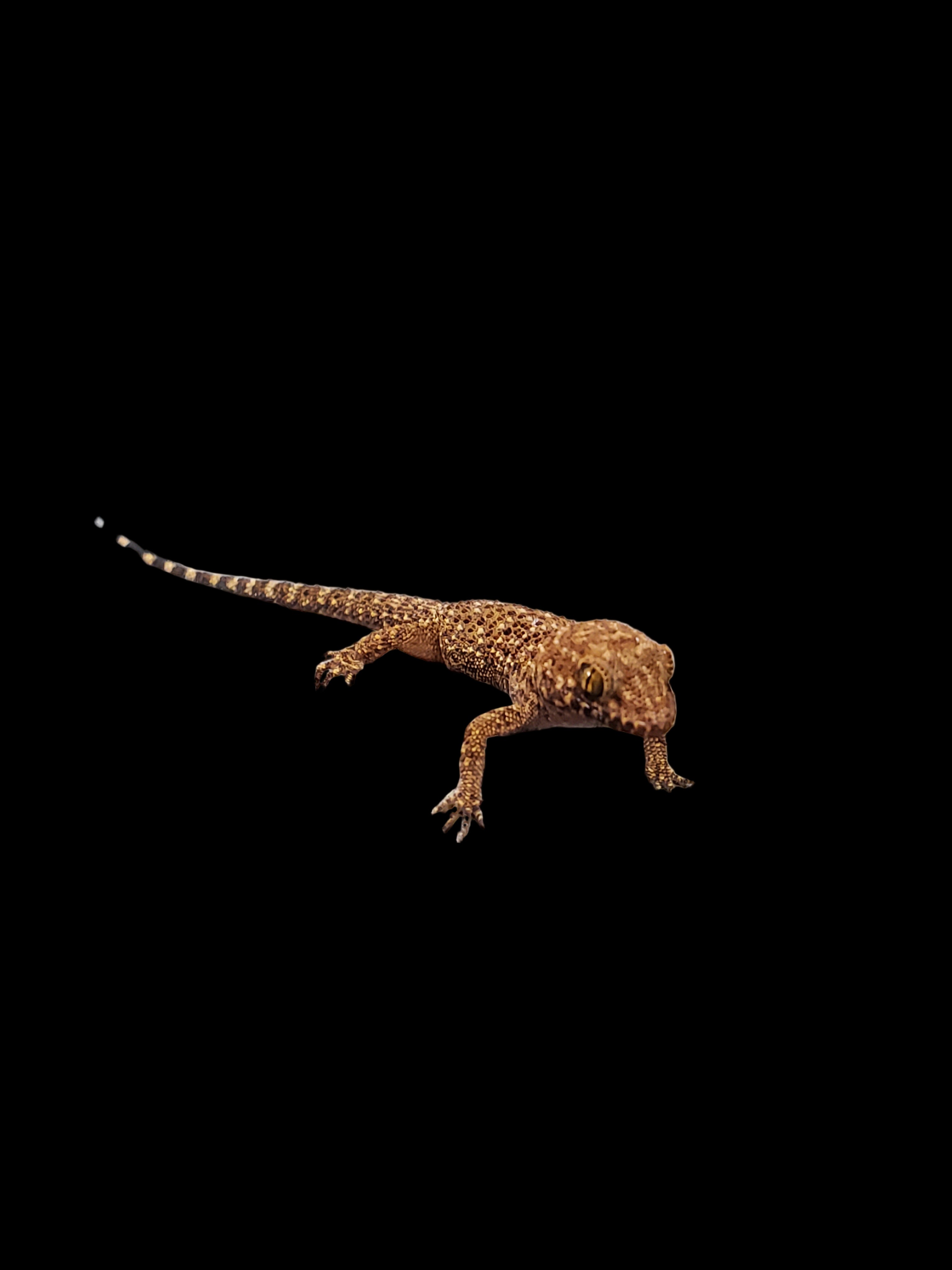 Bynoe's Gecko (Heteronotia binoei)