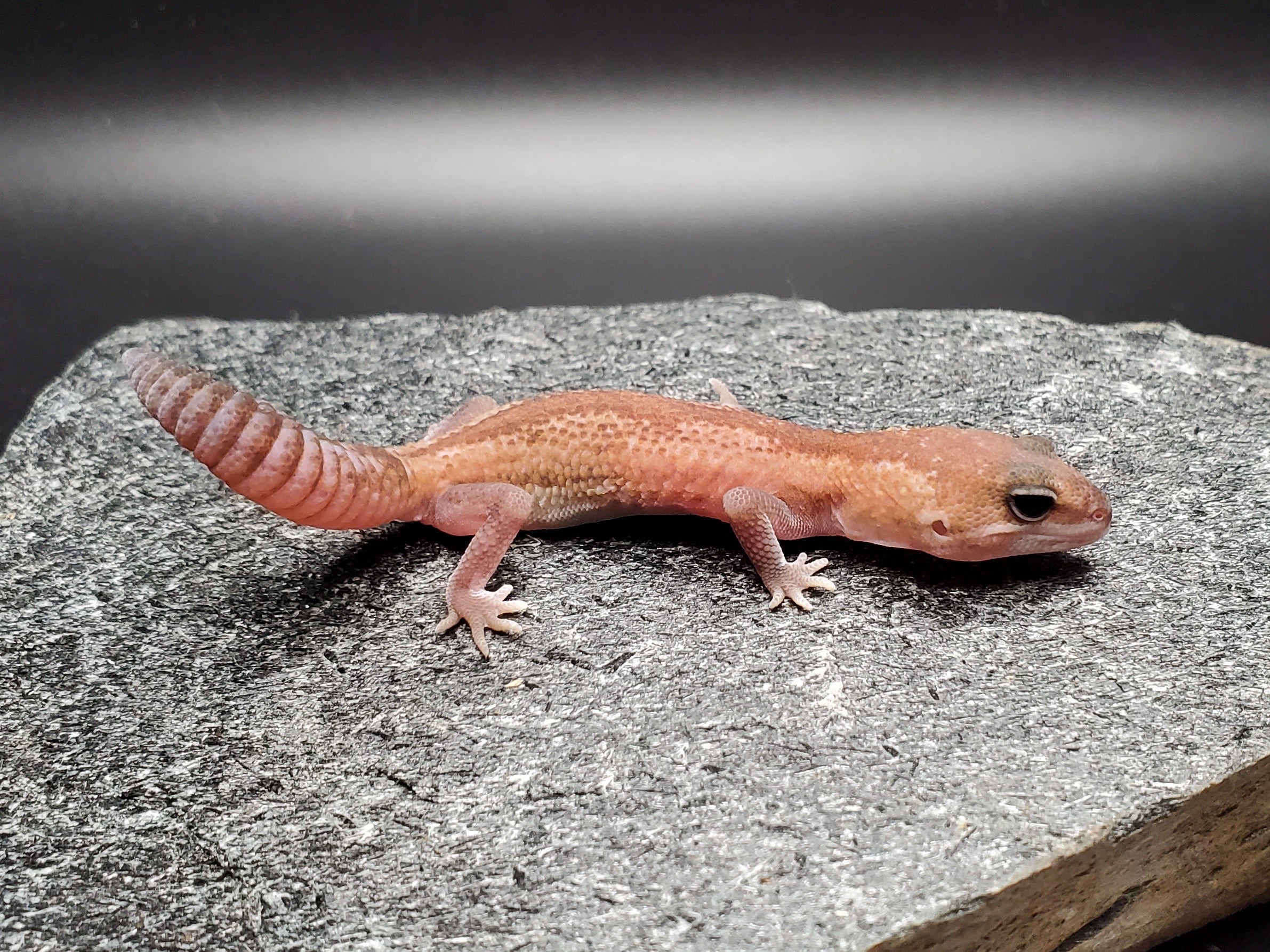 African Fat Tail Gecko (Patternless Zulu)
