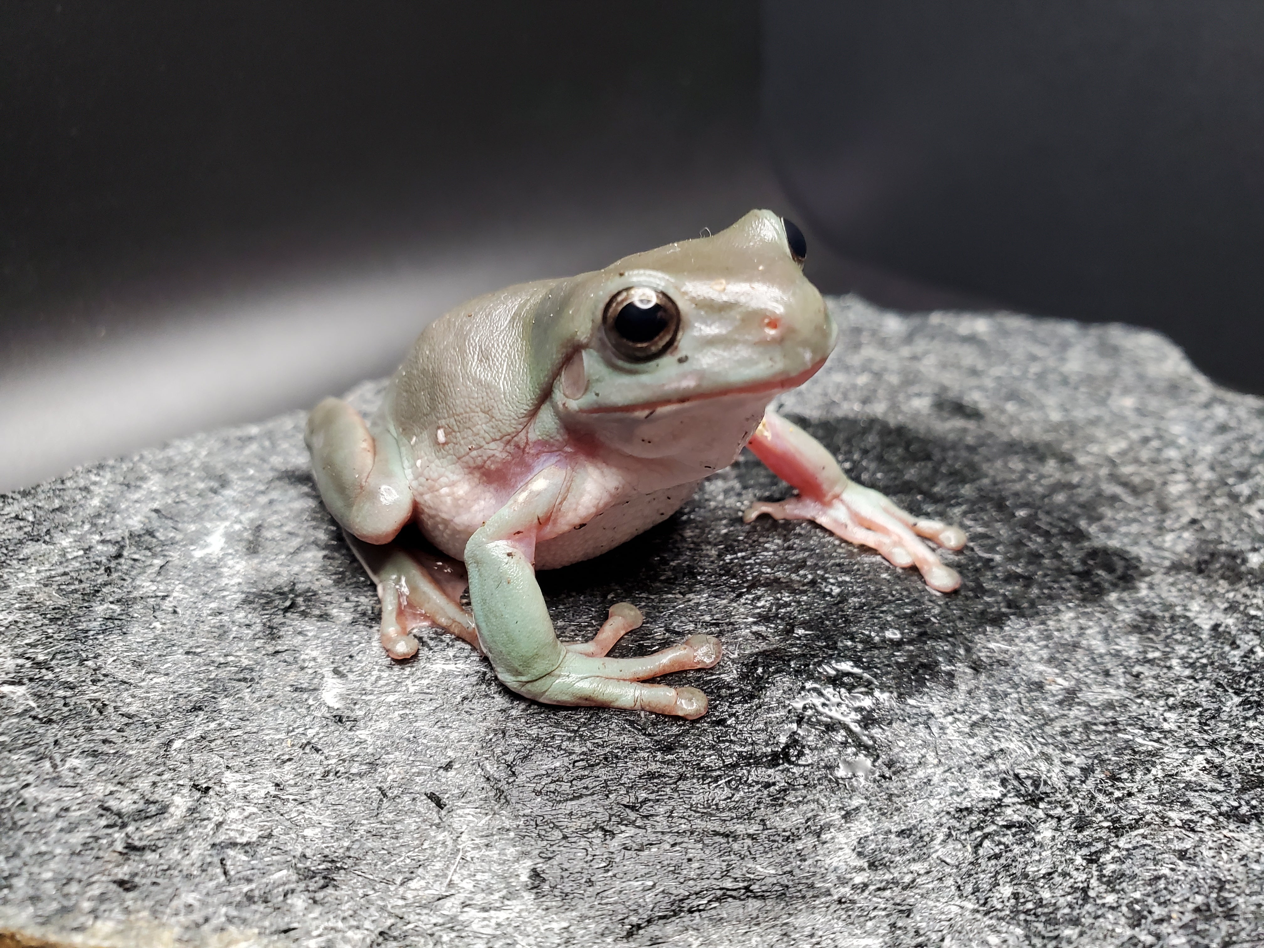 Whites Tree Frog (Normal)