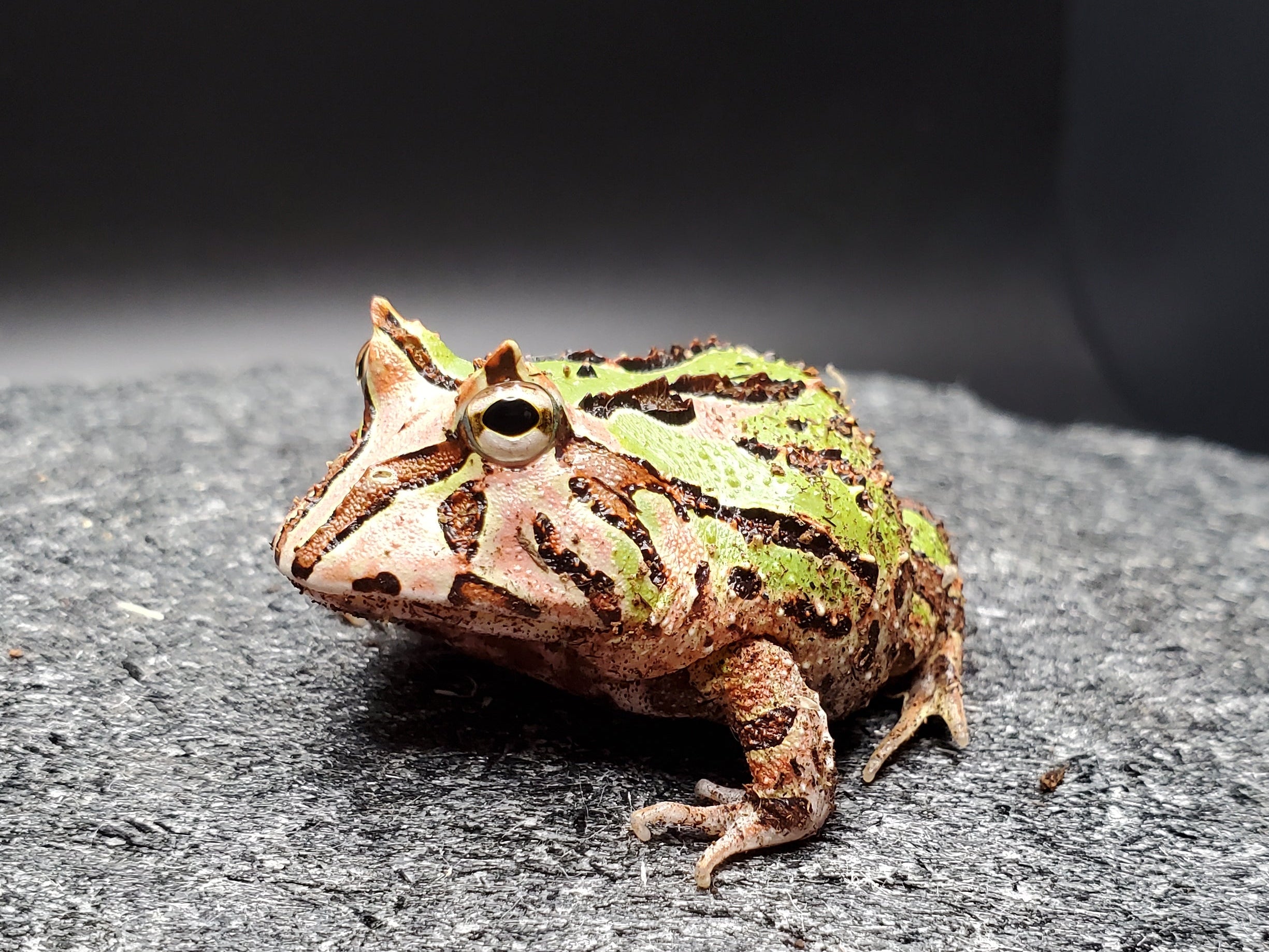 Fantasy Horned Frog - C. cranwelli x C. cornuta (Bi-Colour)
