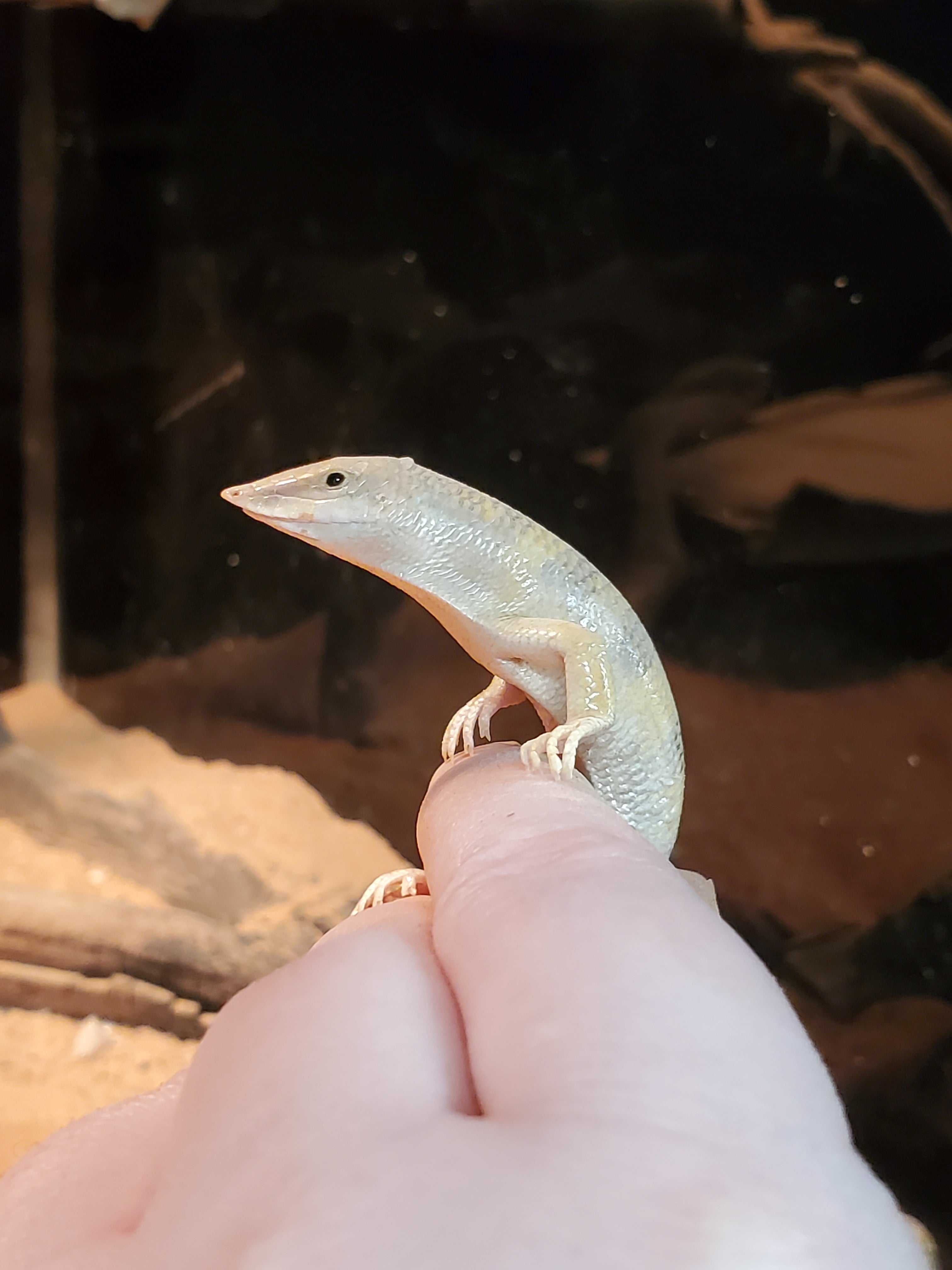 Sandfish Skink (Scincus scincus)