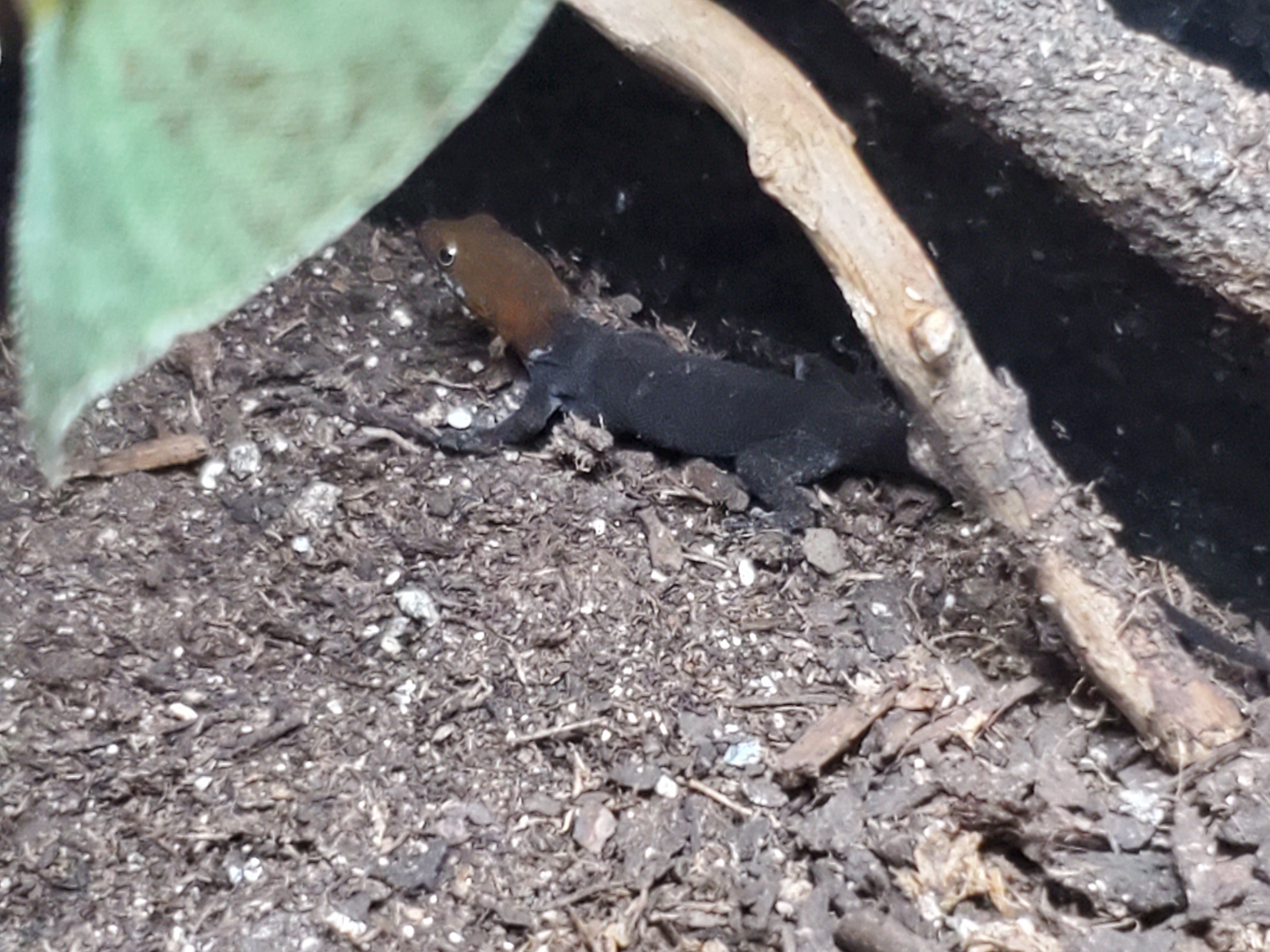 Yellow-headed Gecko (Gonatodes albogularis)