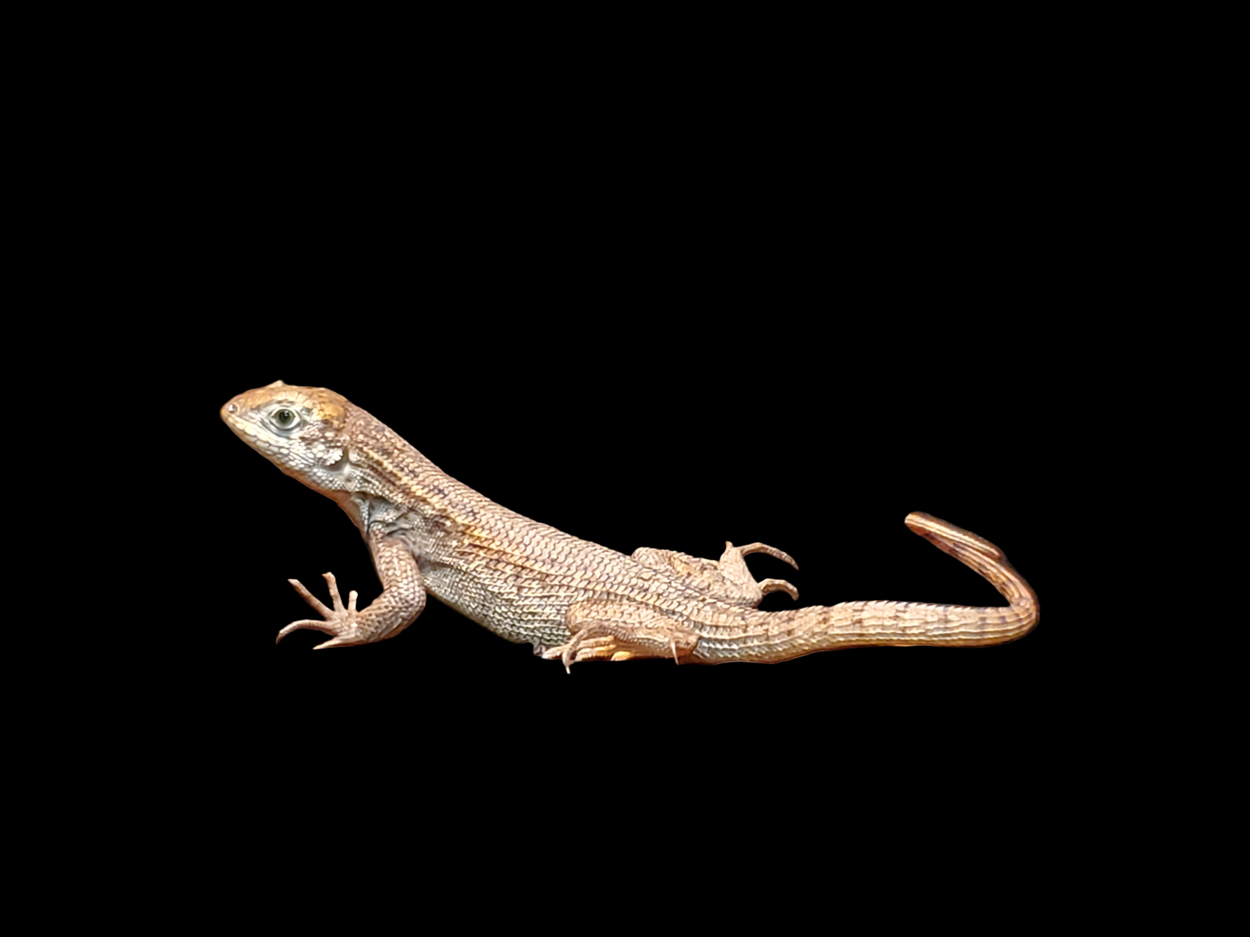 Lacerta ornée de bijoux