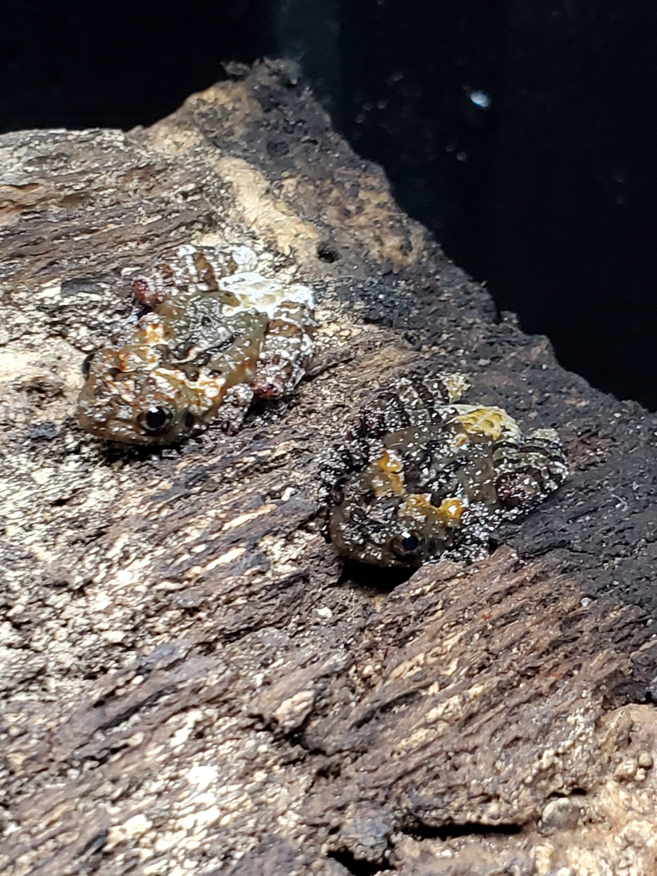 Vietnamese Bug-Eyed Mossy Frog (Theloderma vietnamense)