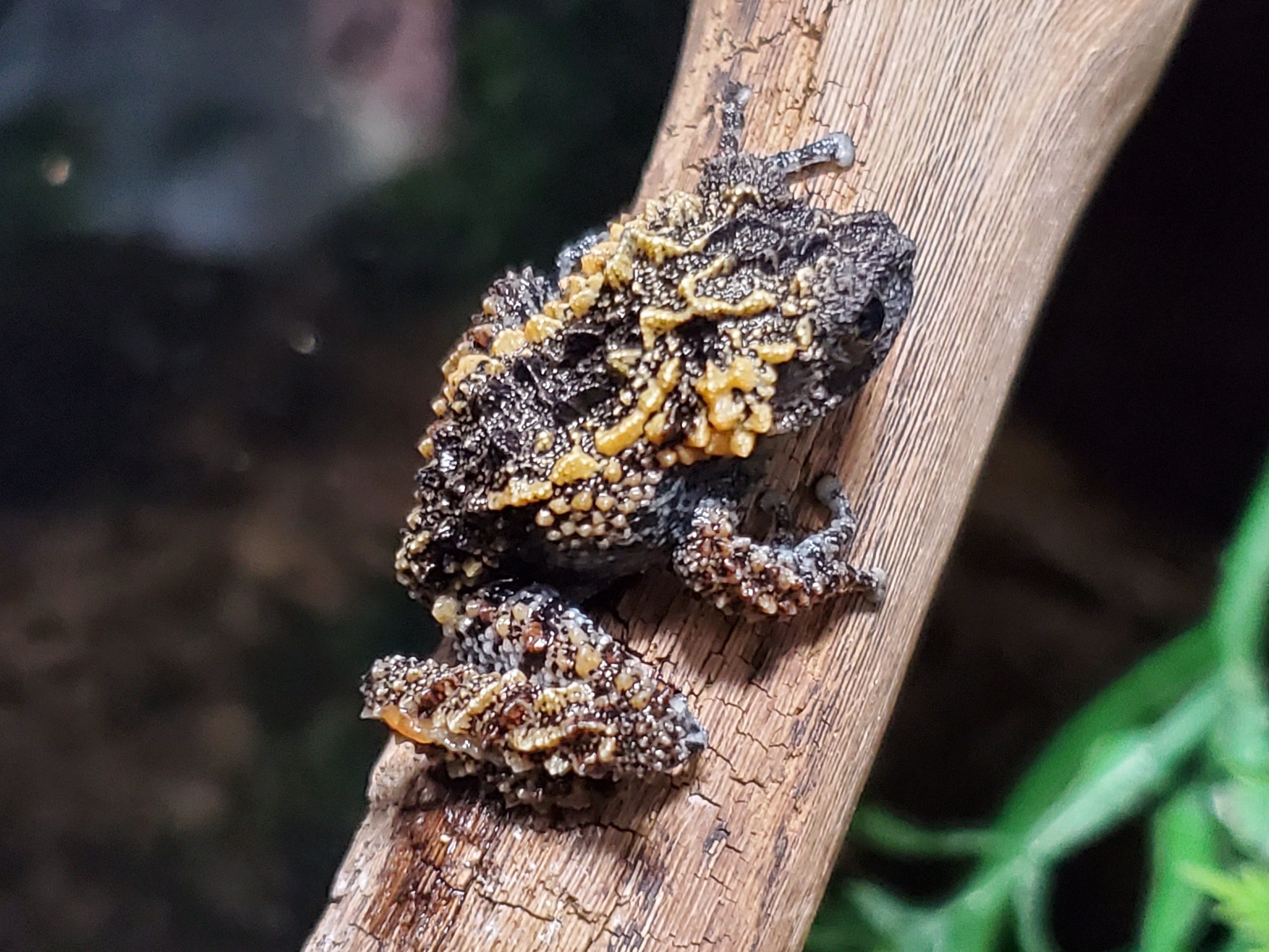 Lava Mossy Frog (Theloderma gordoni)