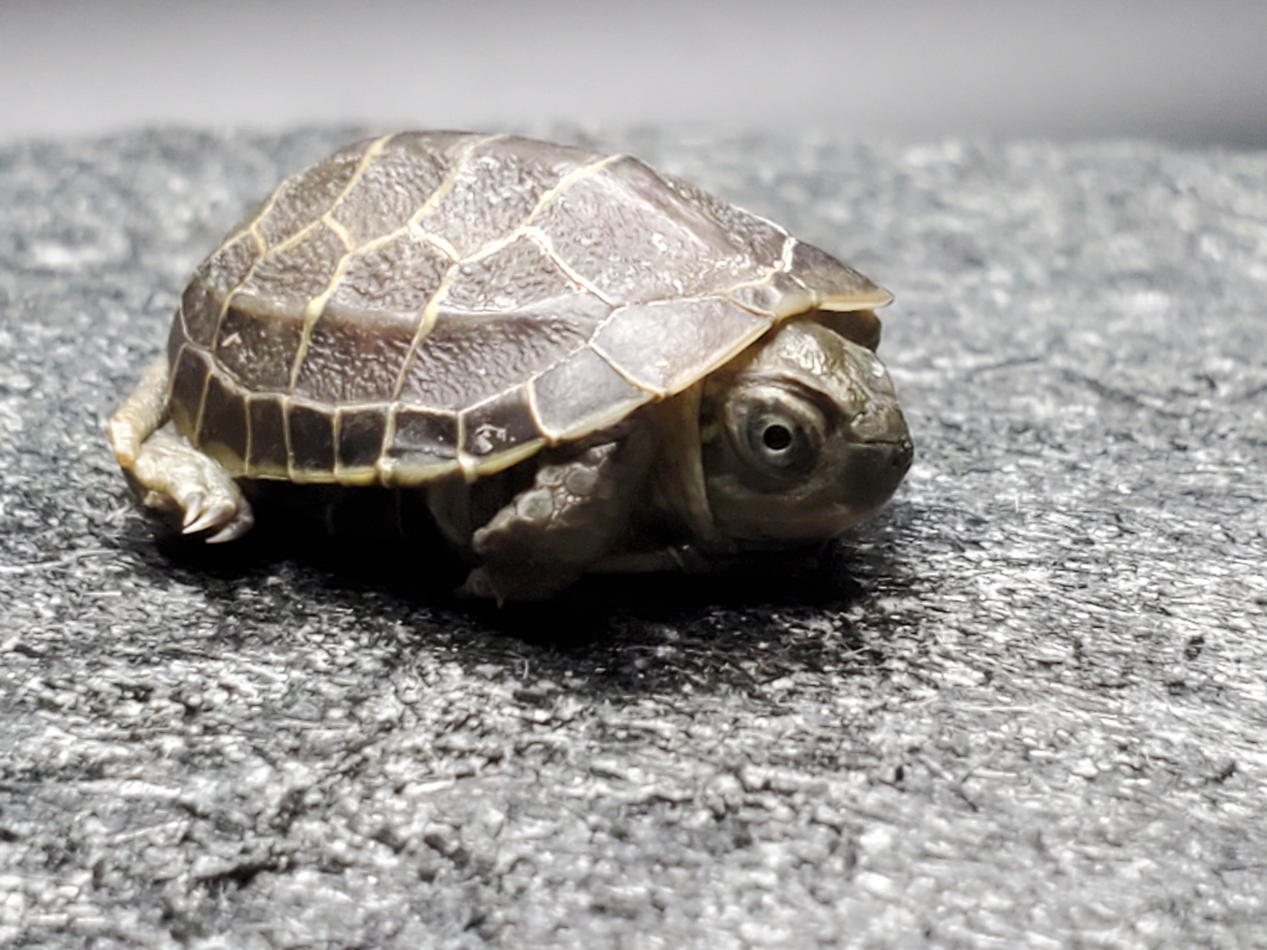 Reeves Turtle (Mauremys reevesi)