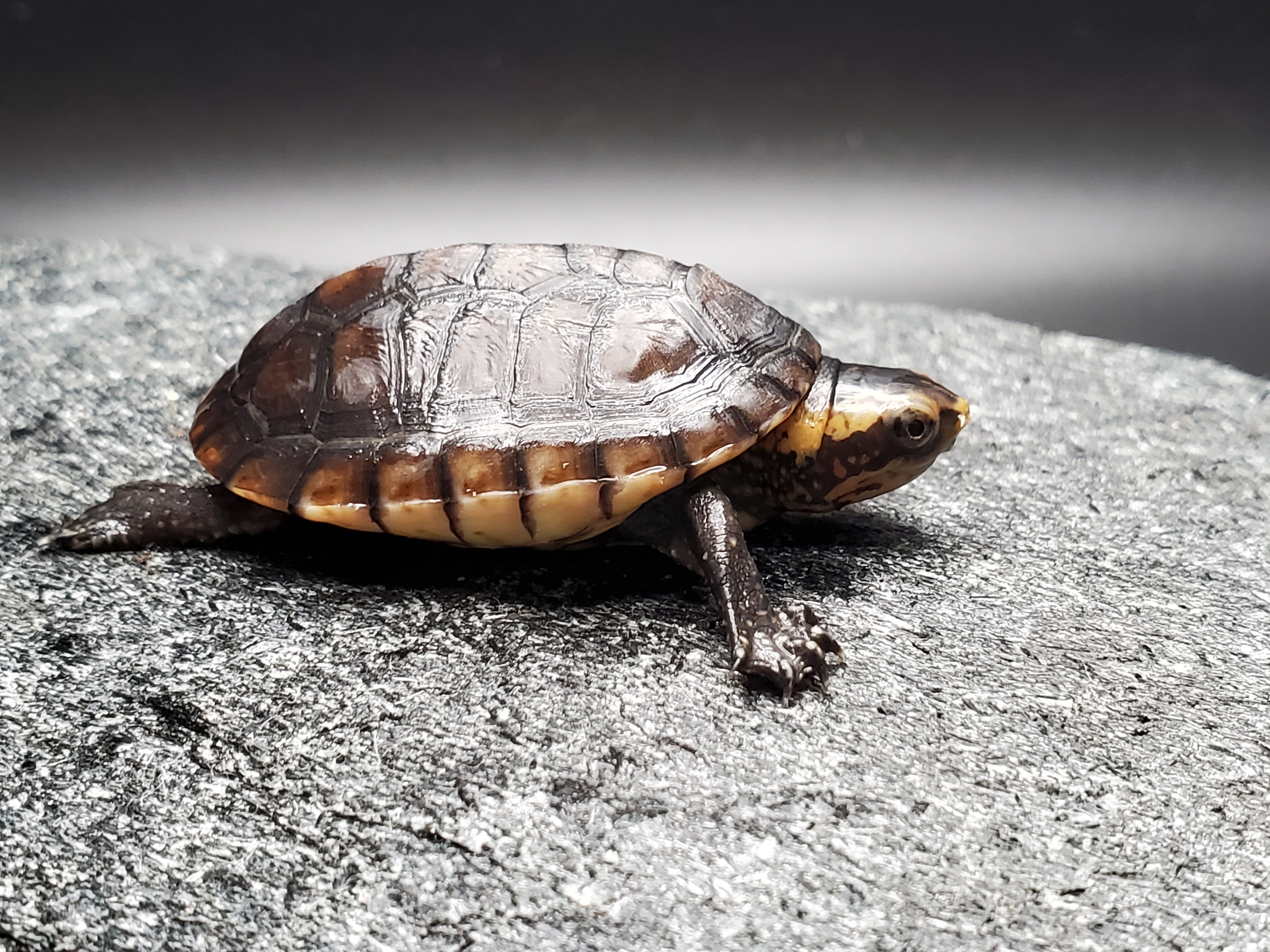 White-cheeked Mud Turtle (Kinosternon leucostomum)