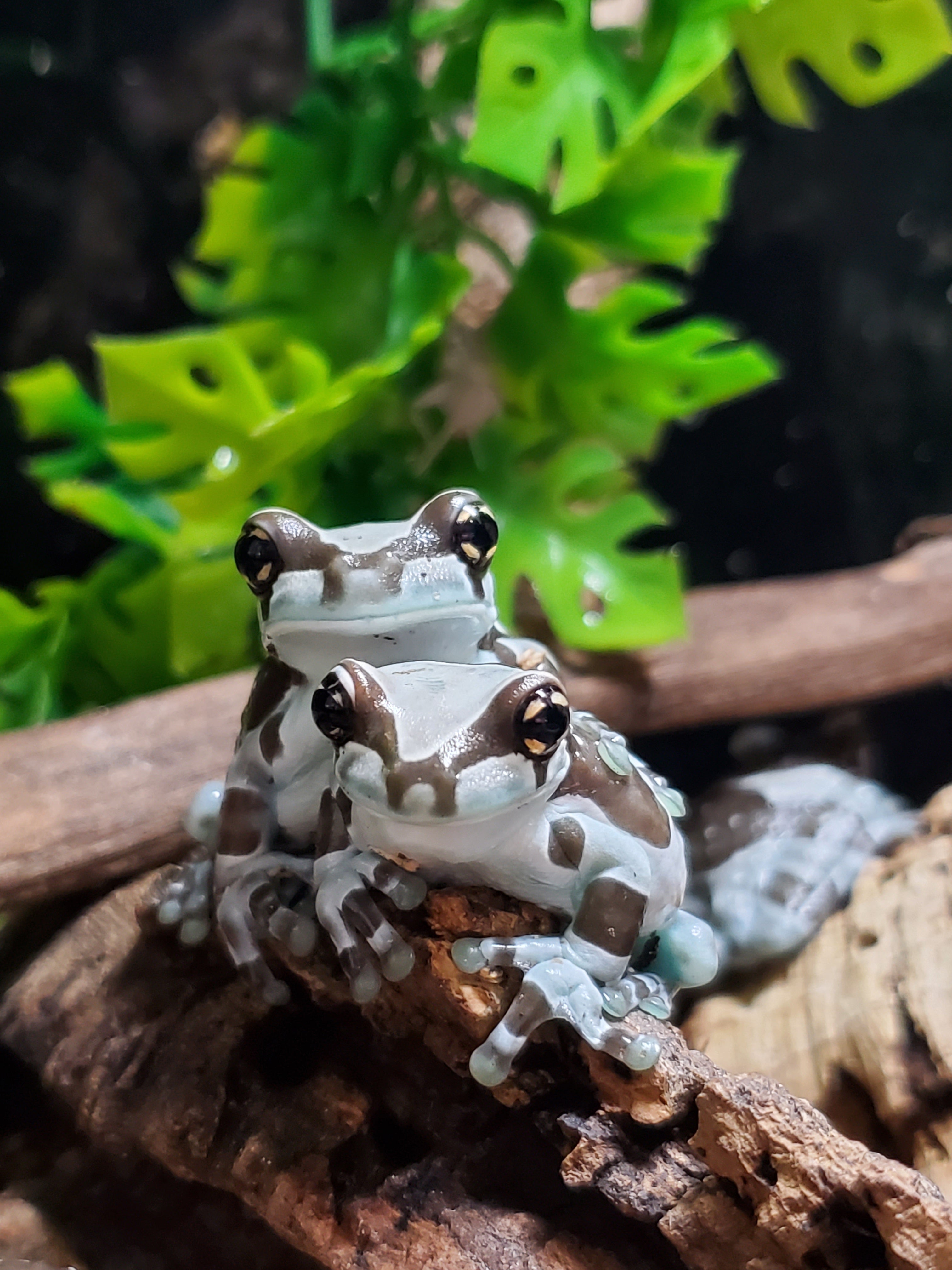 Amazon Milk Frog (Trachycephalus resinifictrix)