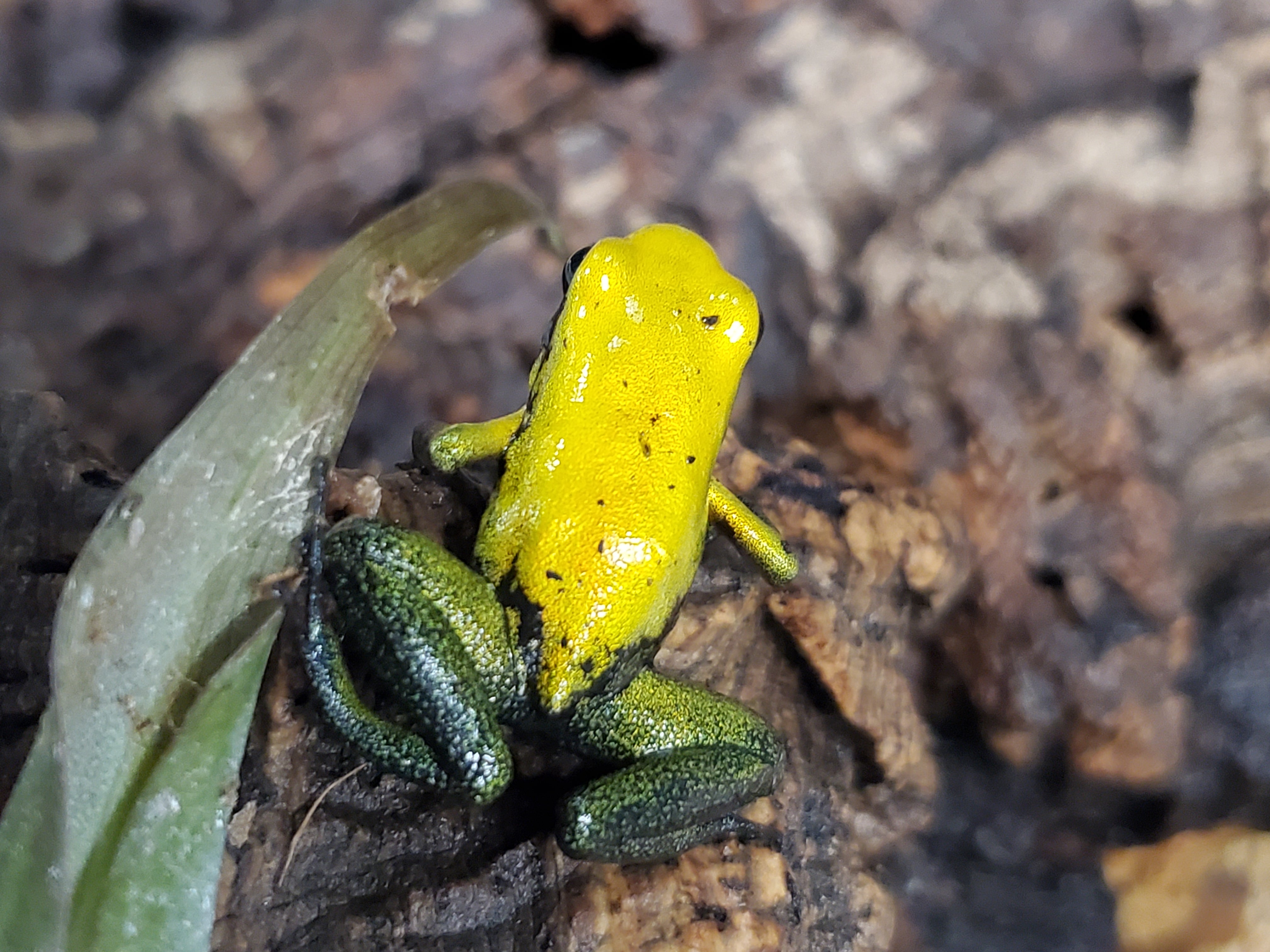Phyllobates Bicolor