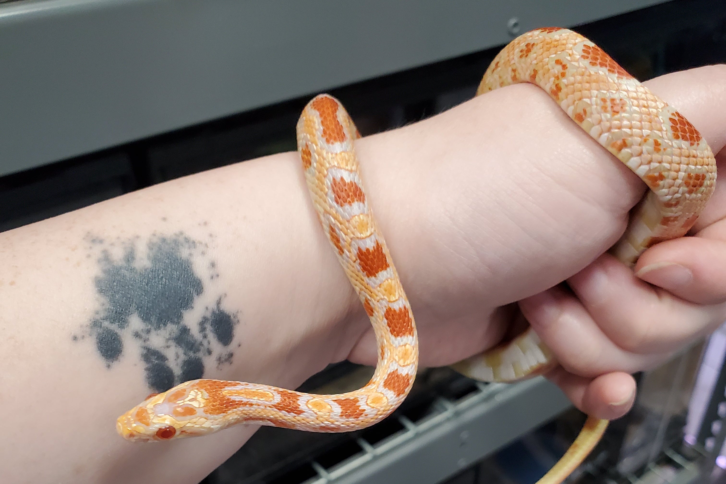 Corn Snake (Reverse Okeetee het. Scaleless) Sub-Adult