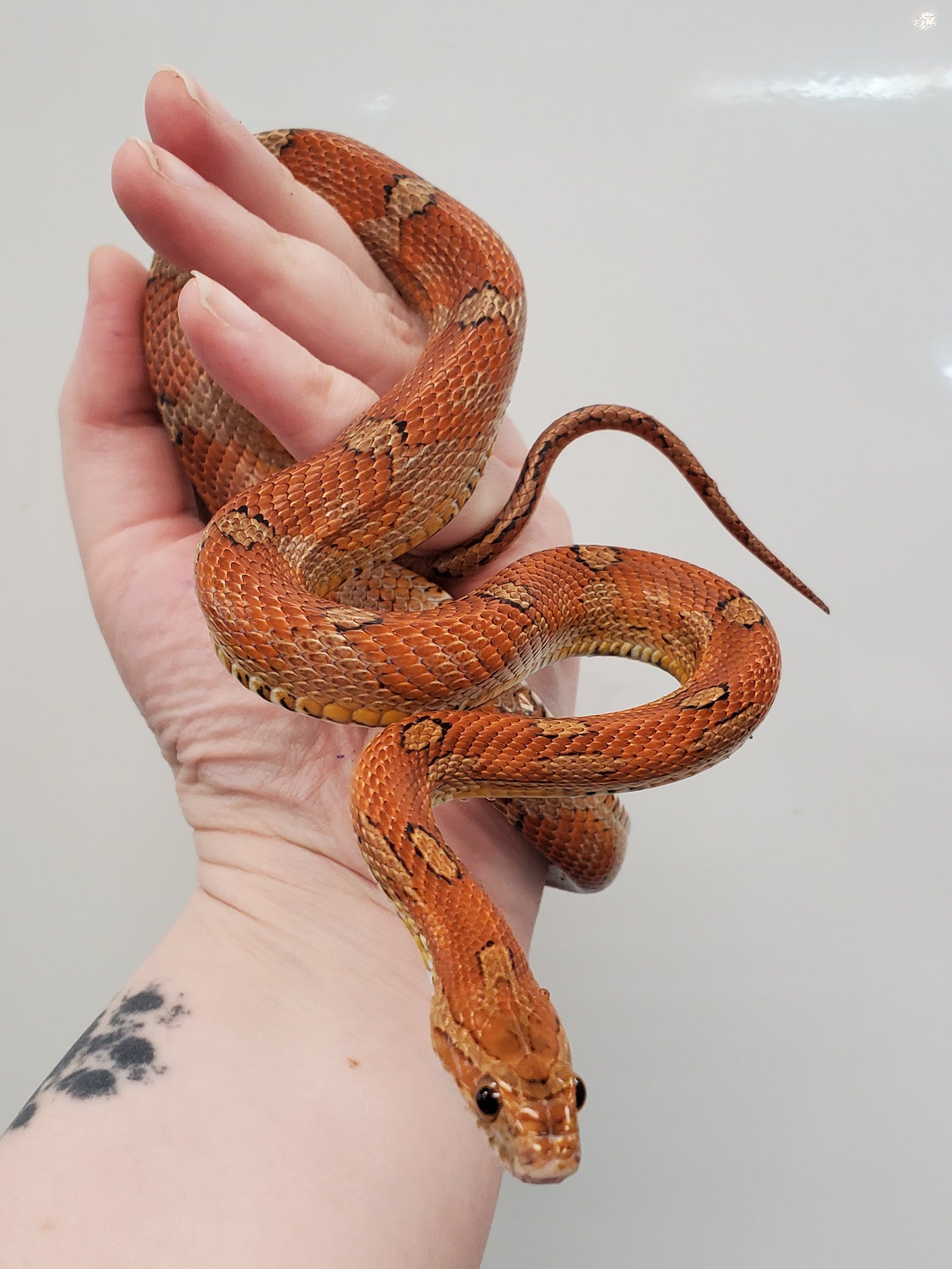 Corn Snake (Miami Motley)
