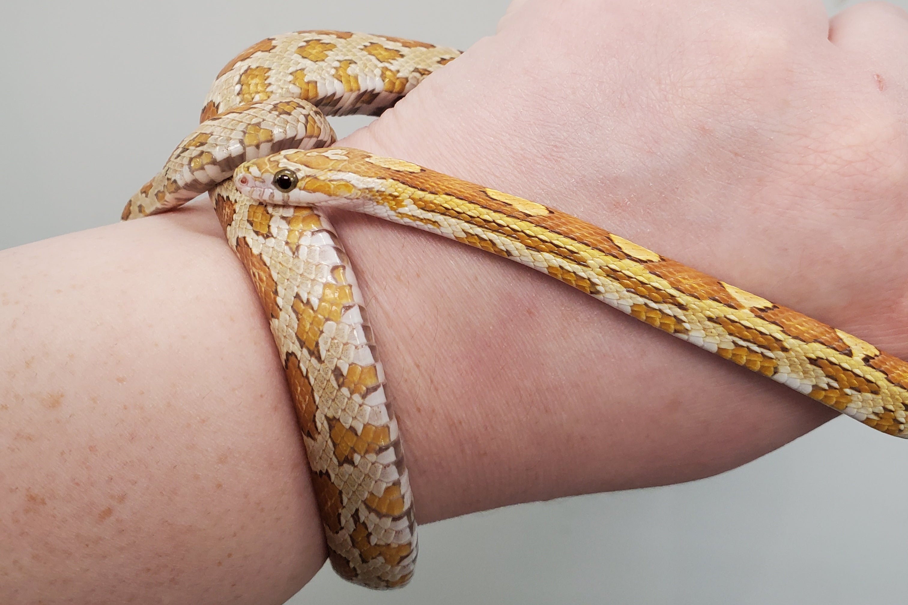 Serpent des blés (Tessera Het Scaleless Amel)
