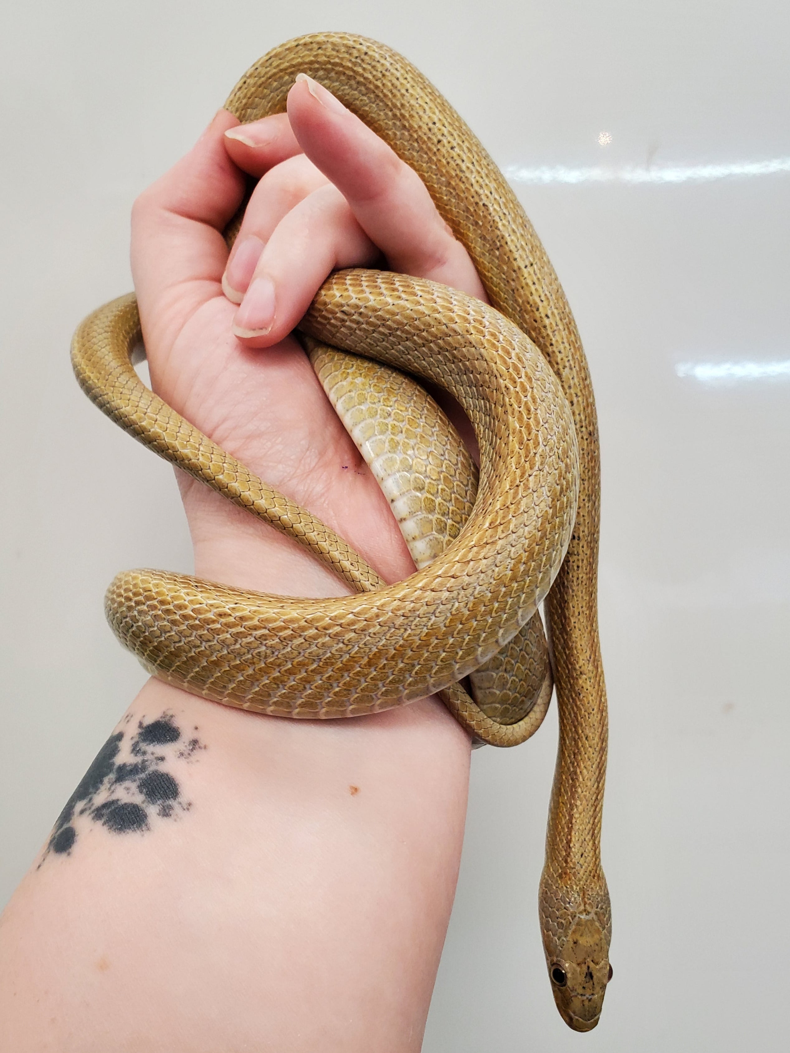 Corn Snake (Amber Stripe het. Scaleless) Sub-Adult