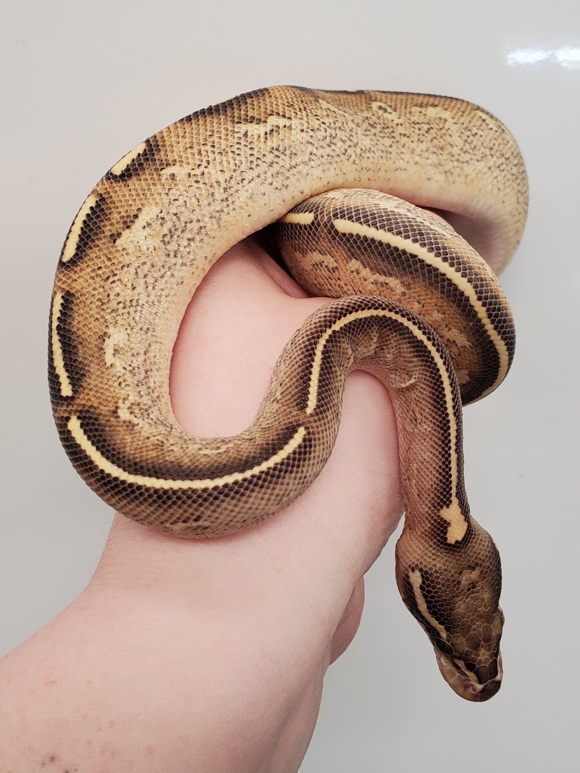 Ball Python (Freeway Het Hypo)