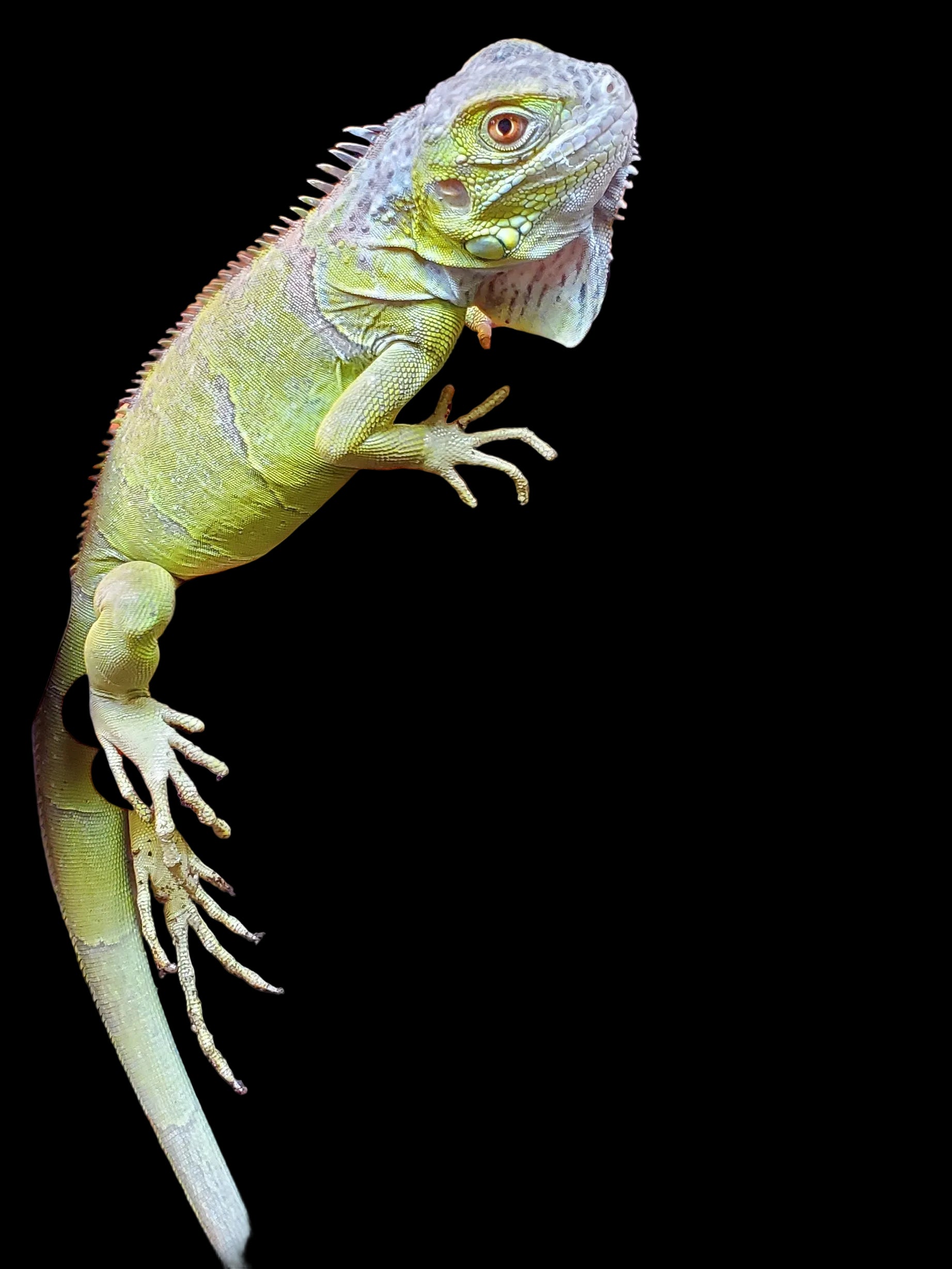 Green Iguana (Lime)