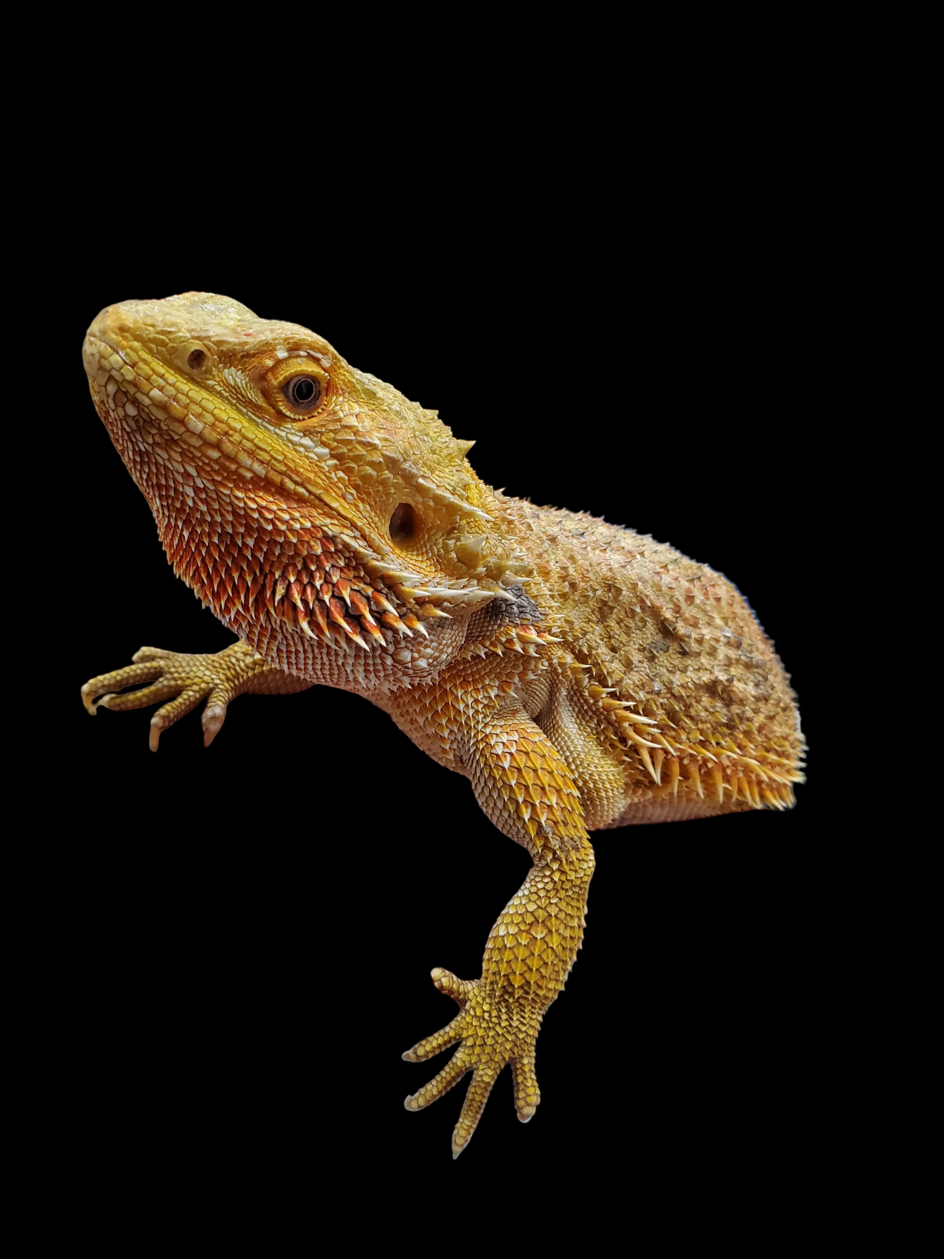 Dragon barbu (Hypo Trans Ultra Haute Couleur)