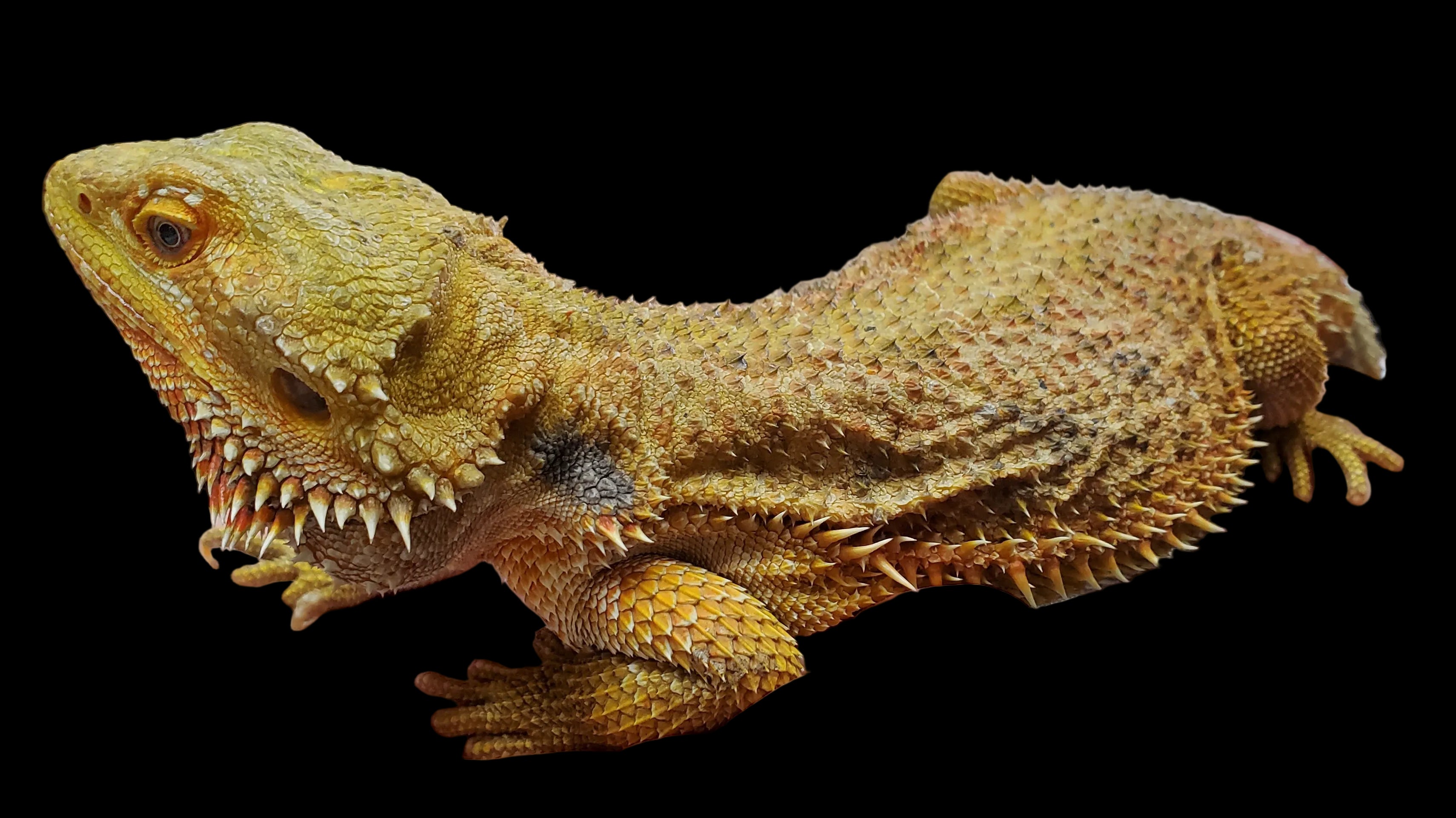 Dragon barbu (Hypo Trans Ultra Haute Couleur)