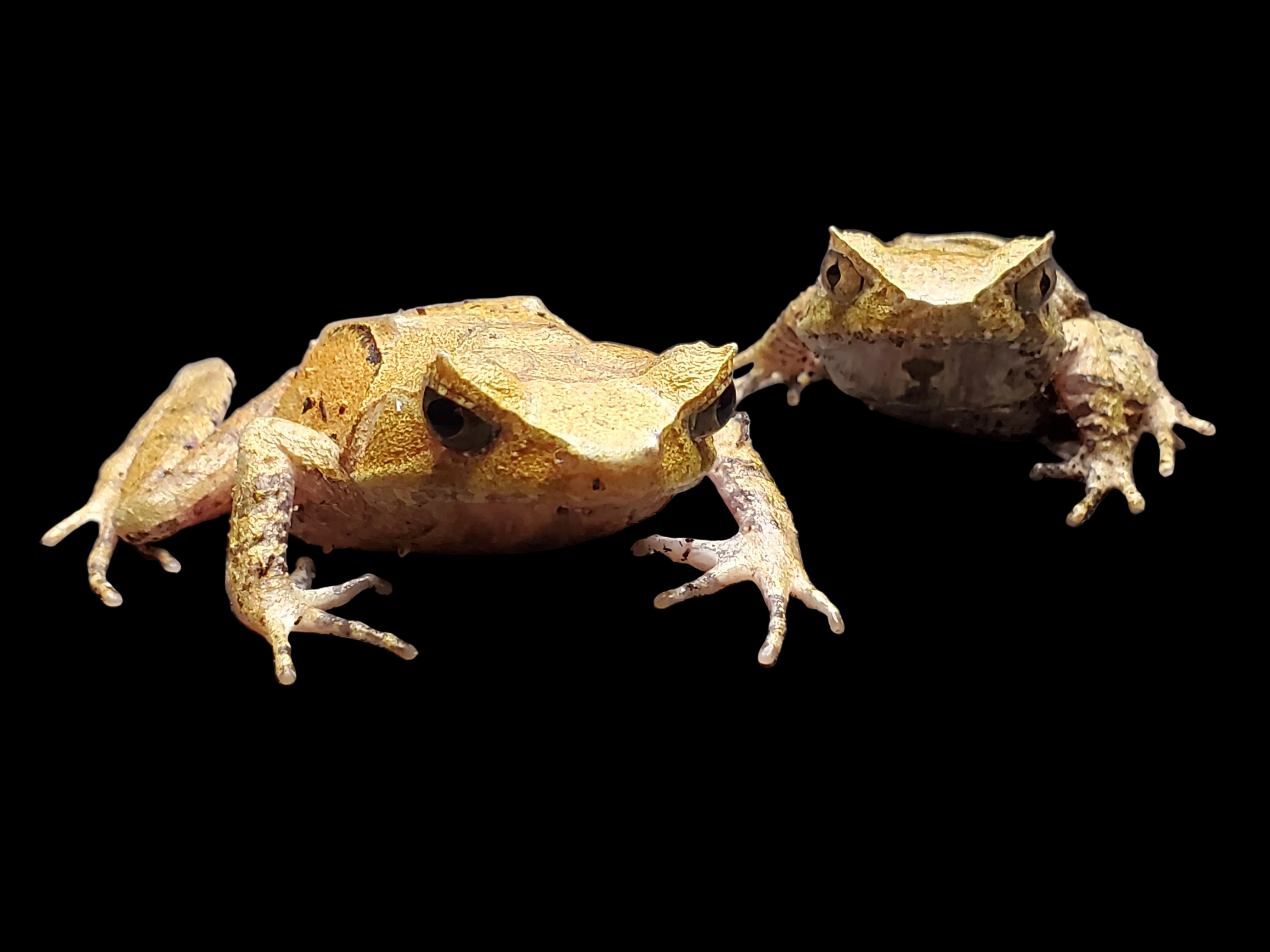 Perak Horned Toad (Xenophrys aceras)