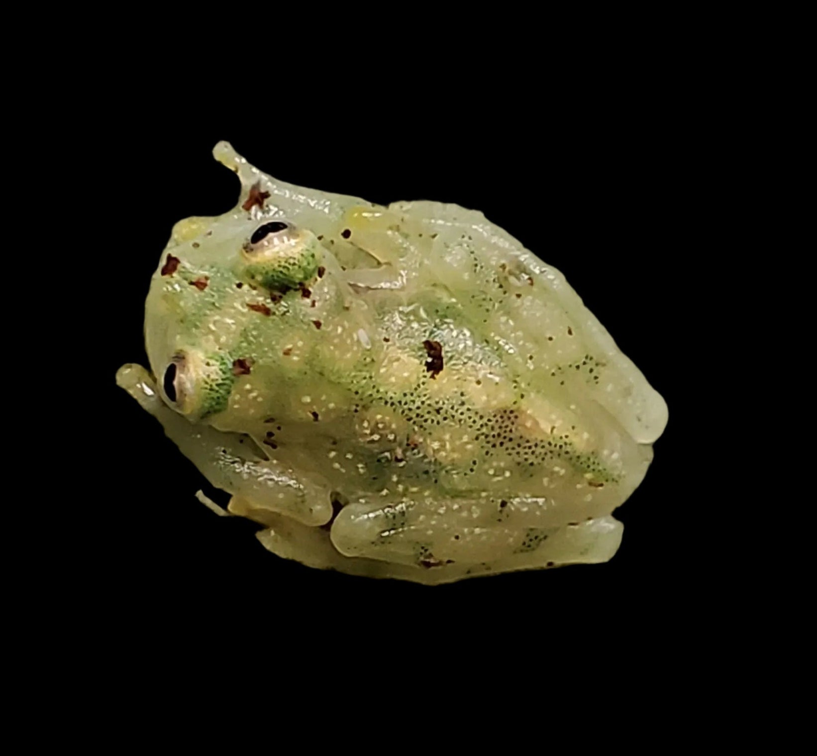 Reticulated Glass Frog