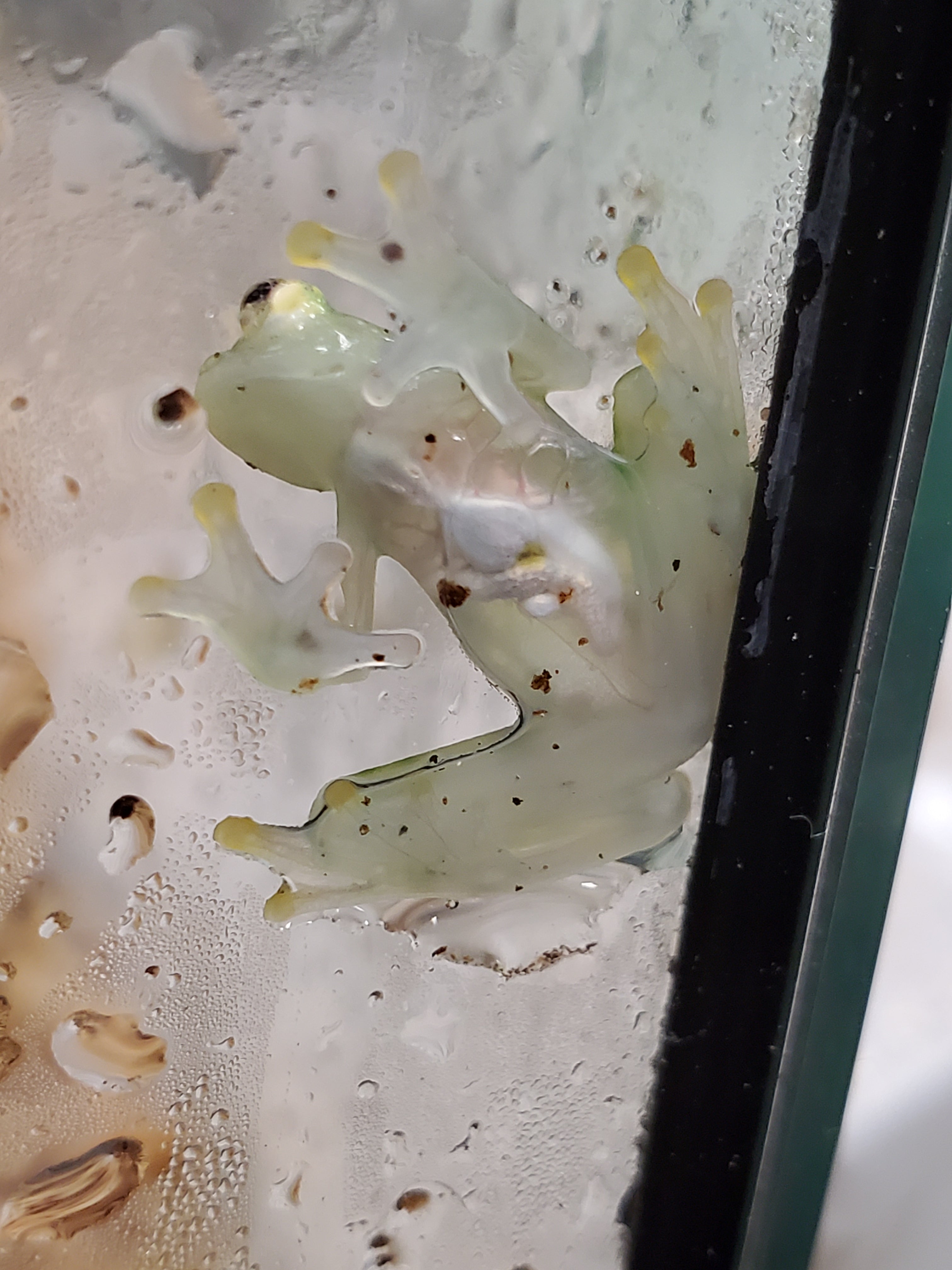 Reticulated Glass Frog