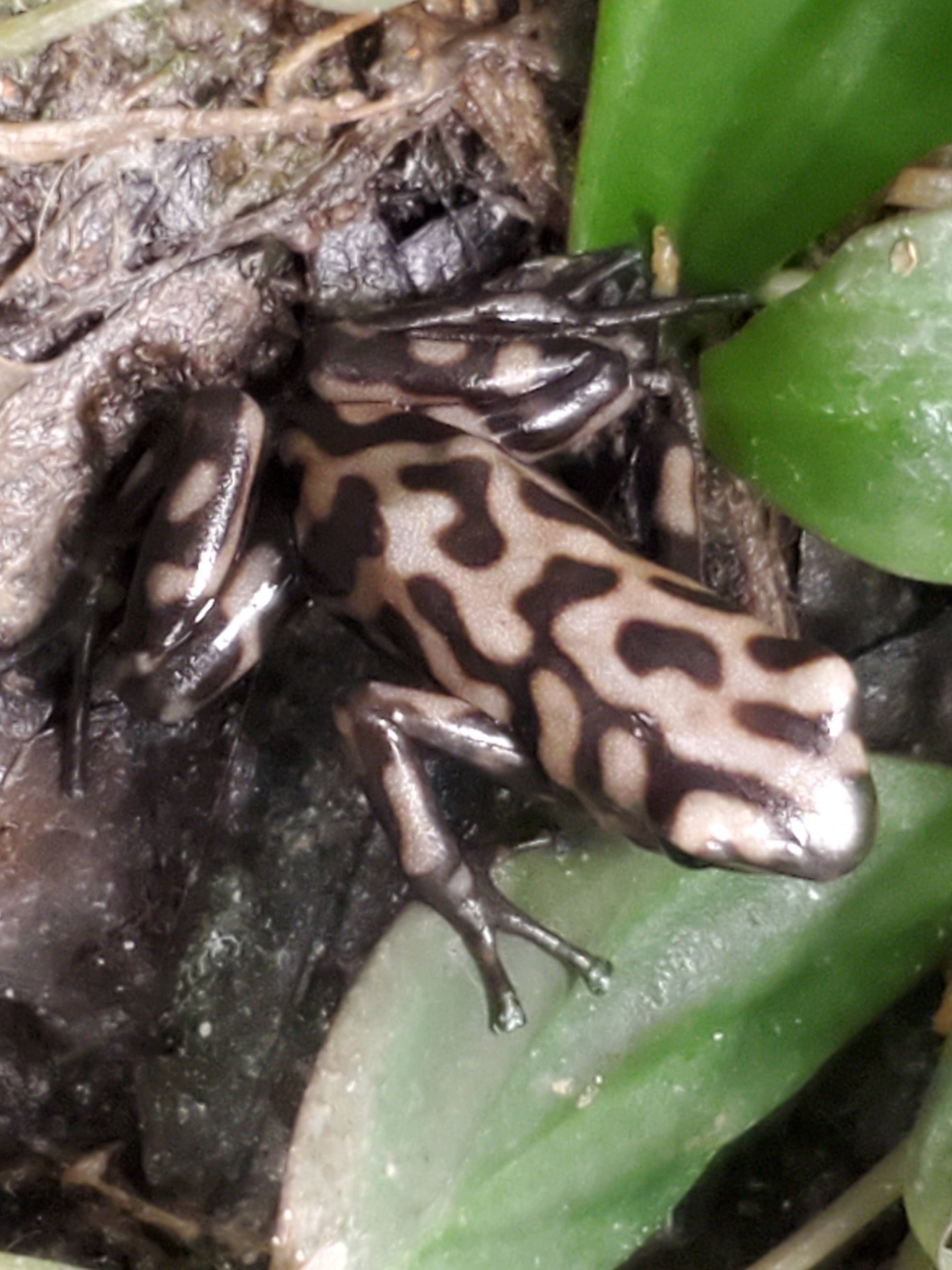 Dendrobates auratus "Campana"