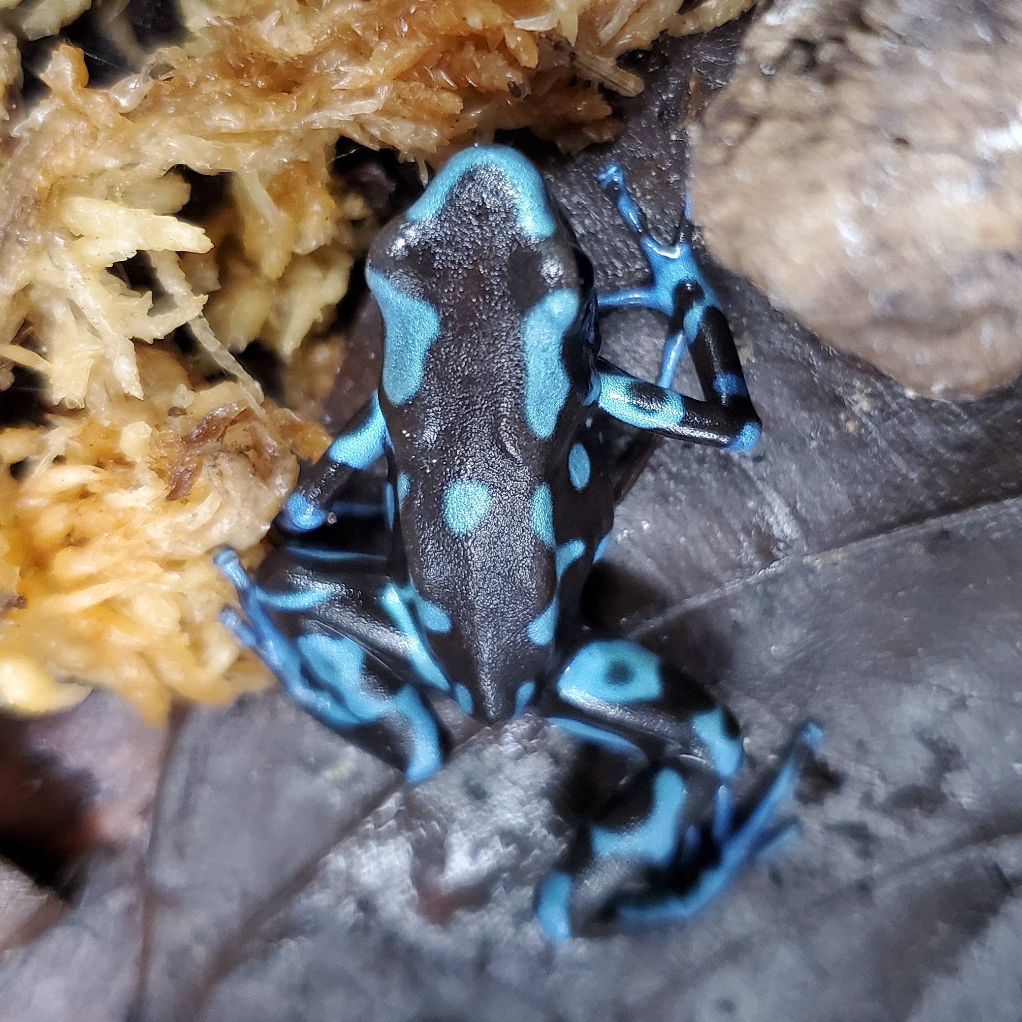 Dendrobates auratus "Birkhahn"