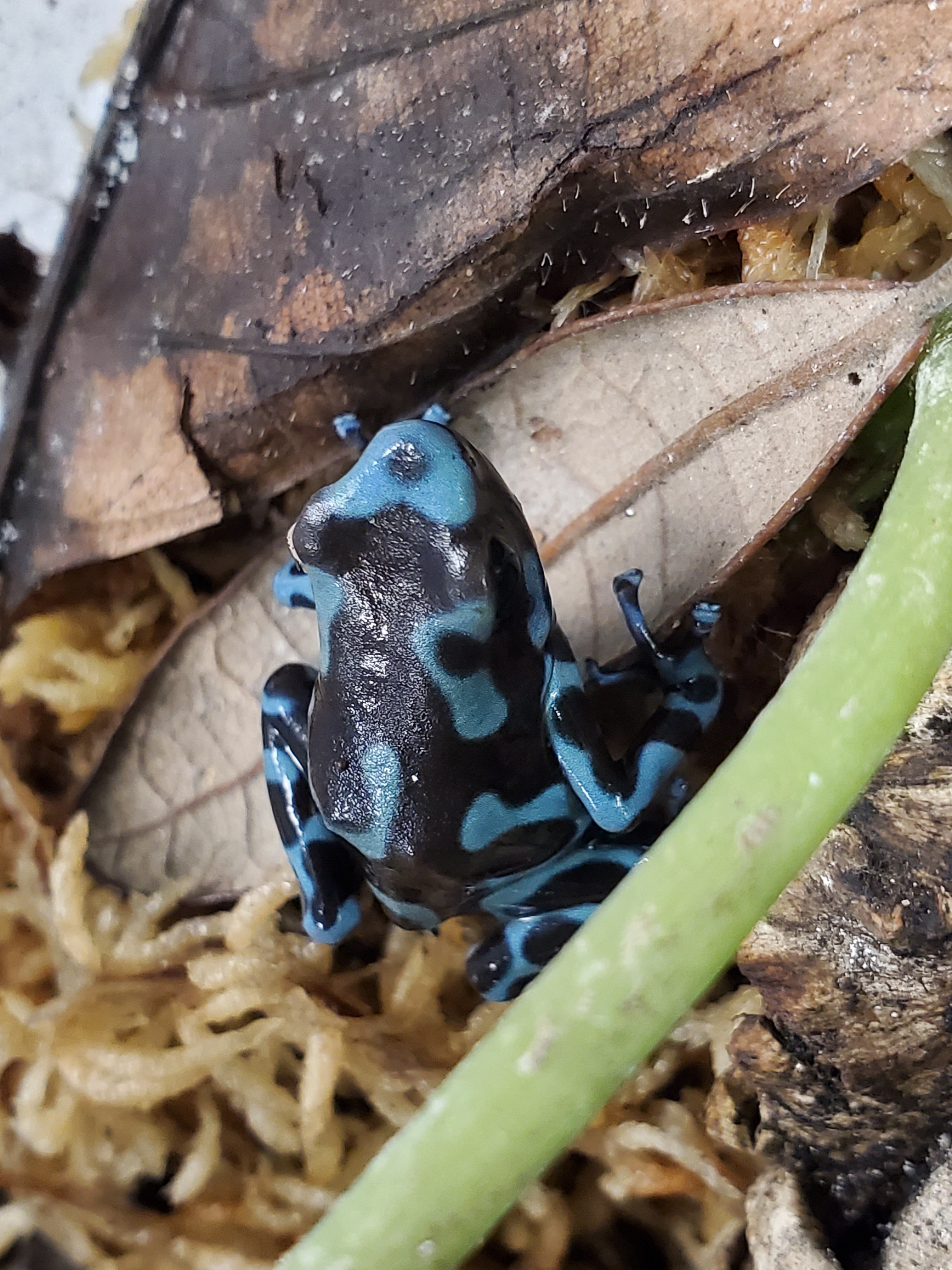 Dendrobates auratus "Birkhahn"