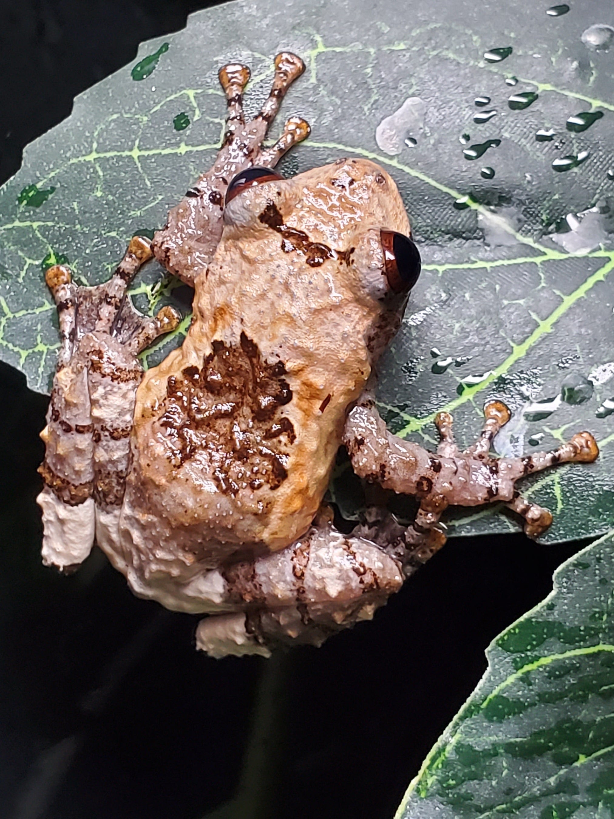 Grenouille à crottes d'oiseaux du Vietnam