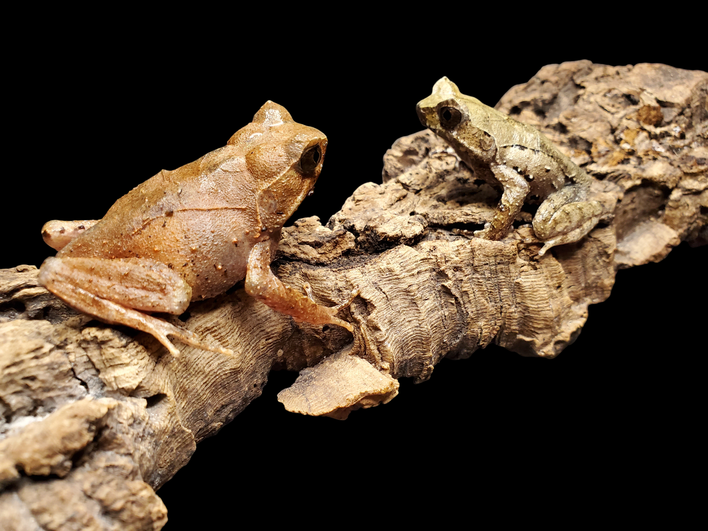 Perak Horned Toad (Xenophrys aceras)