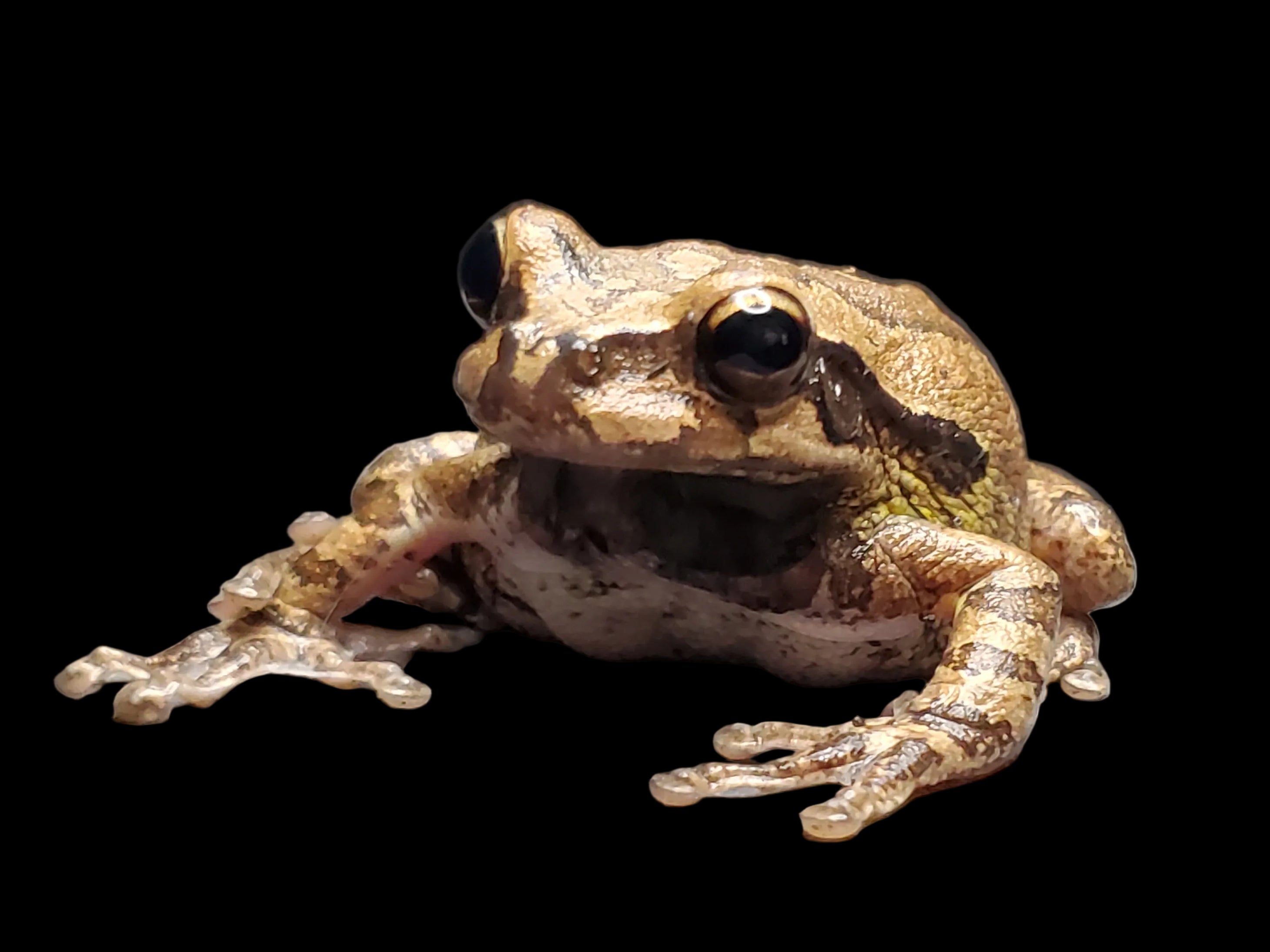 Rainette masquée (Smilisca phaeota)
