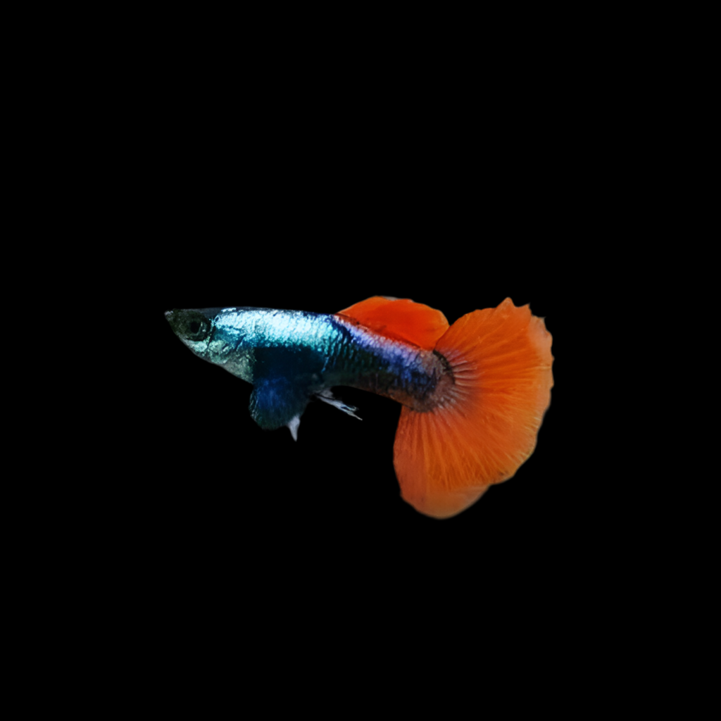 Guppy Dumbo Platinum Red Tail (mâles uniquement)