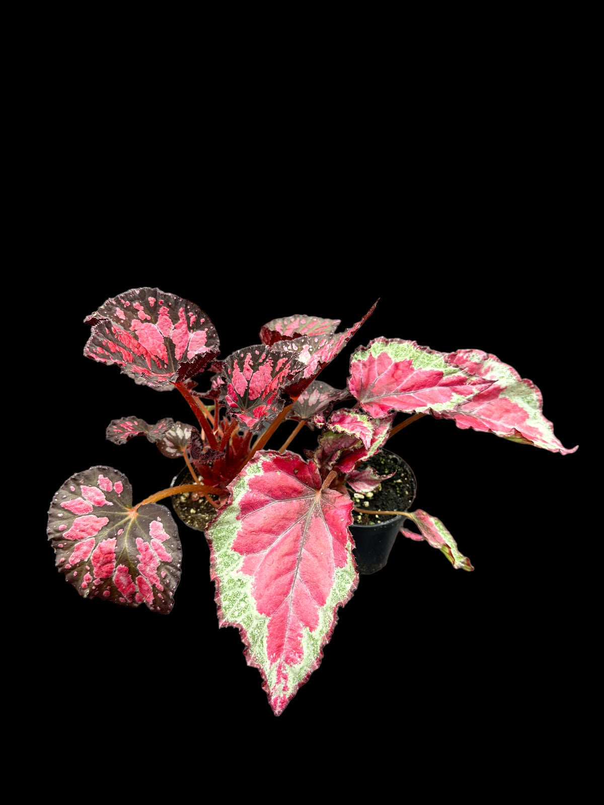 Assortiment de bégonias Rex