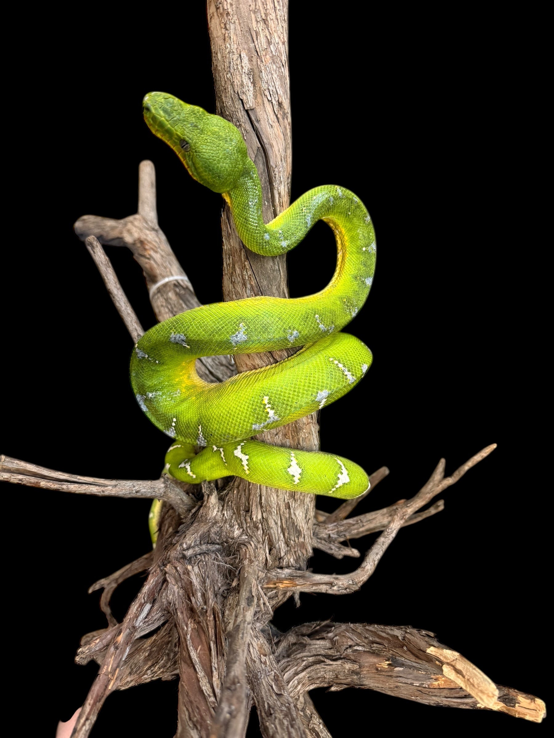 Emerald Tree Boa (Guyana)