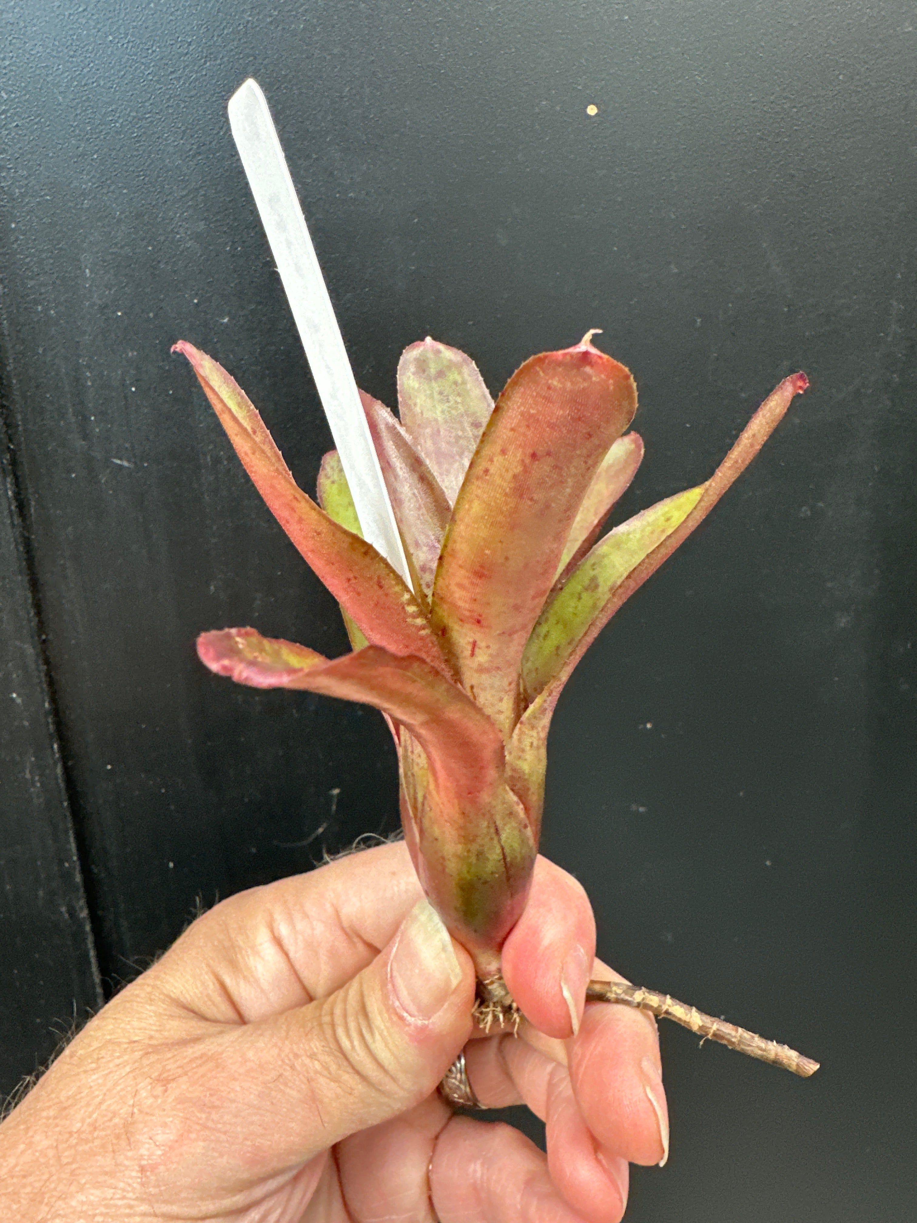 Assortiment de mini Neoregelia