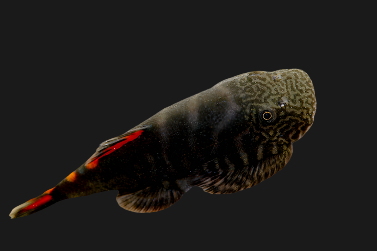 Gastromyzon « Bloody Mary »