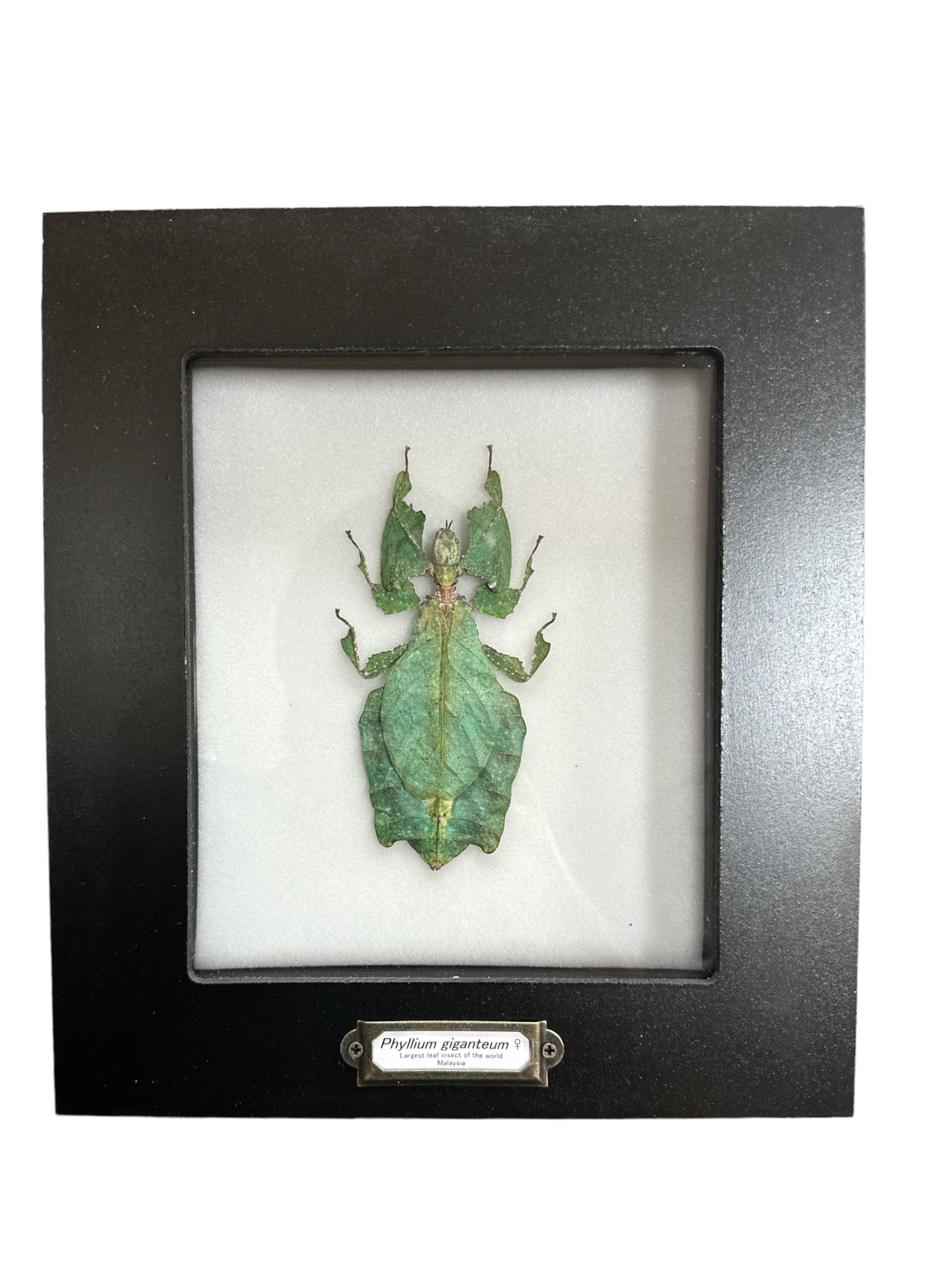Phyllium giganteum, insecte géant malaisien - Cadre 5x6"