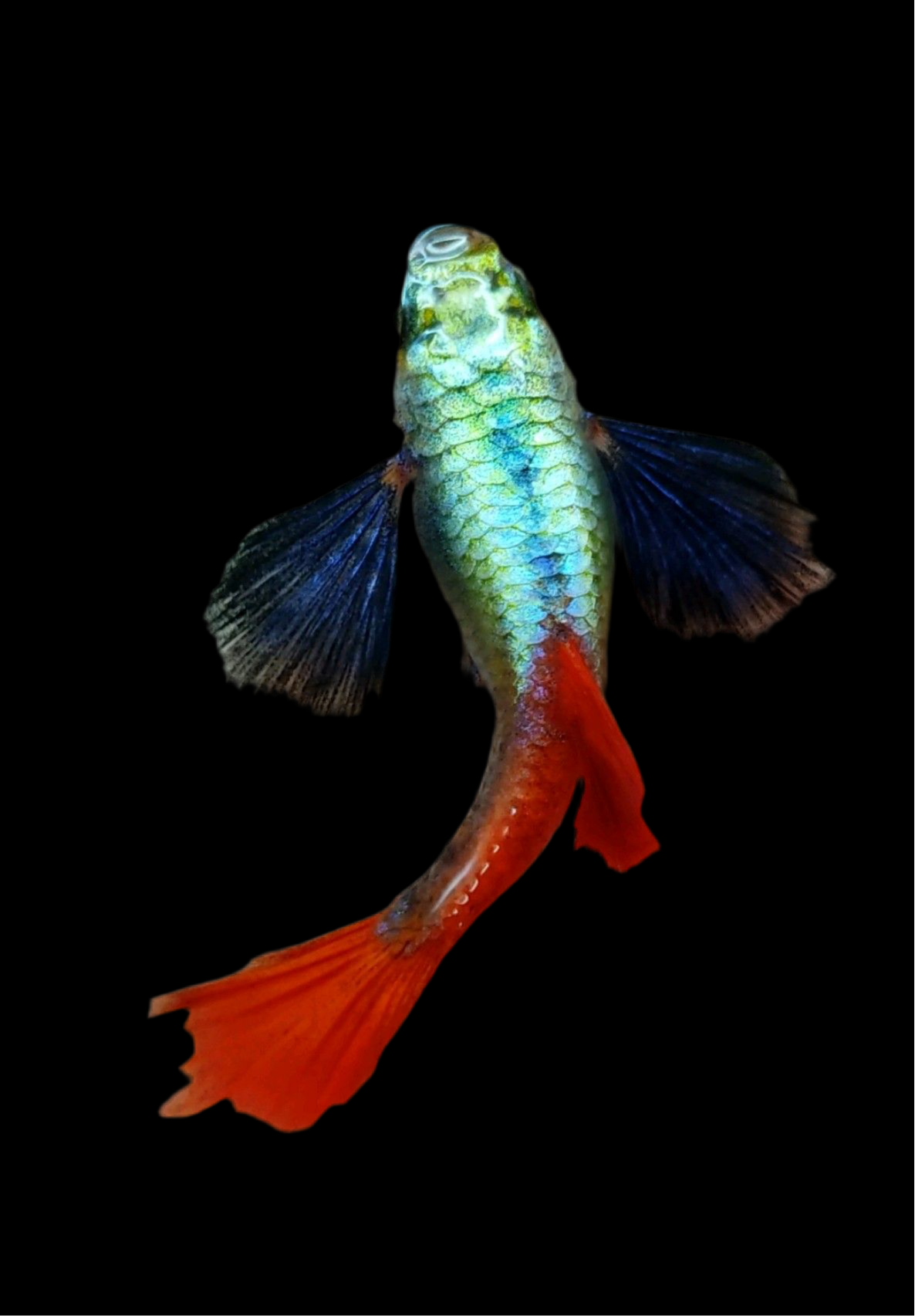 Guppy Dumbo Platinum Red Tail (mâles uniquement)