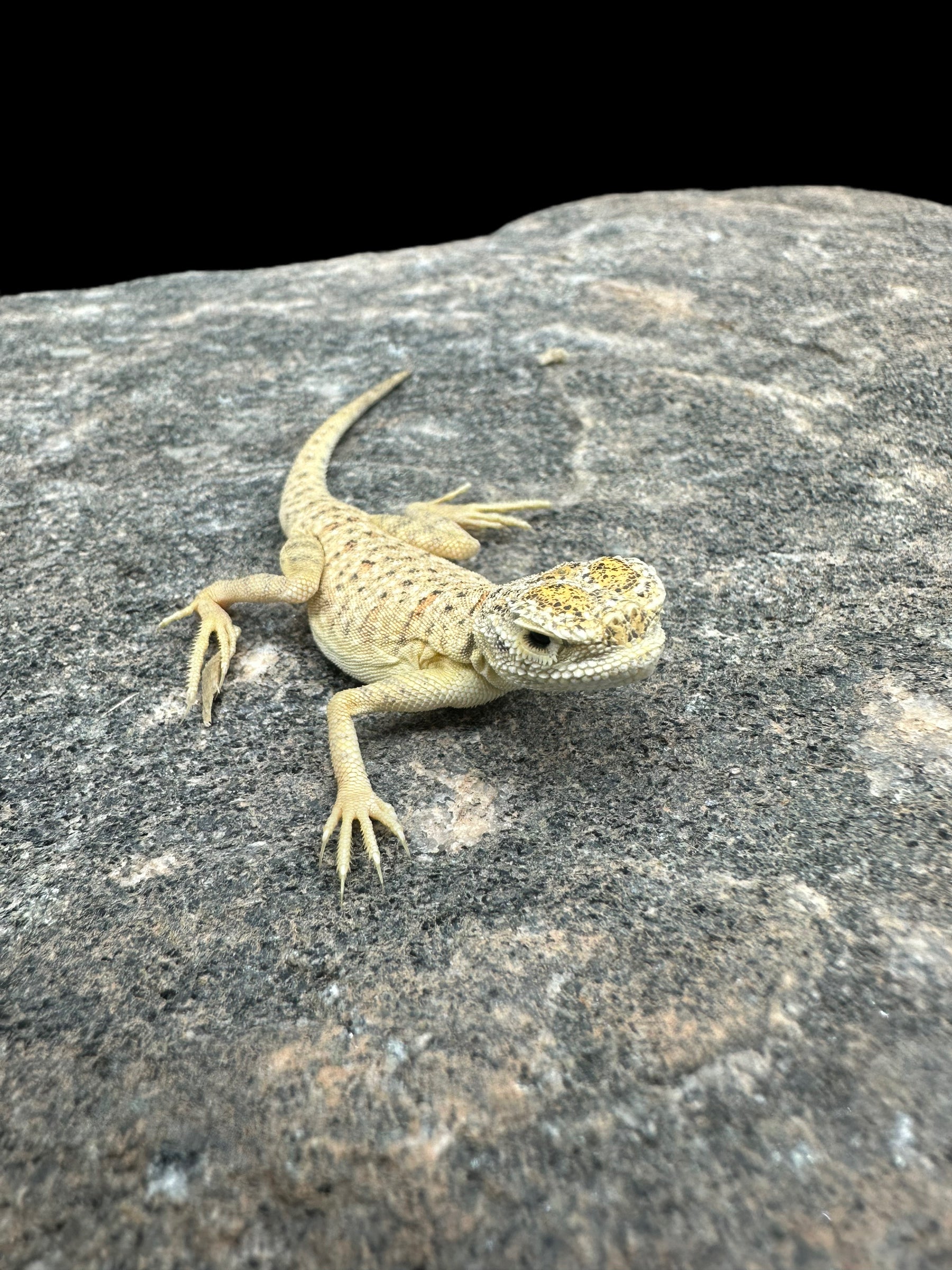 Agame à tête de crapaud d'Arabie (Phrynocephalus arabicus)