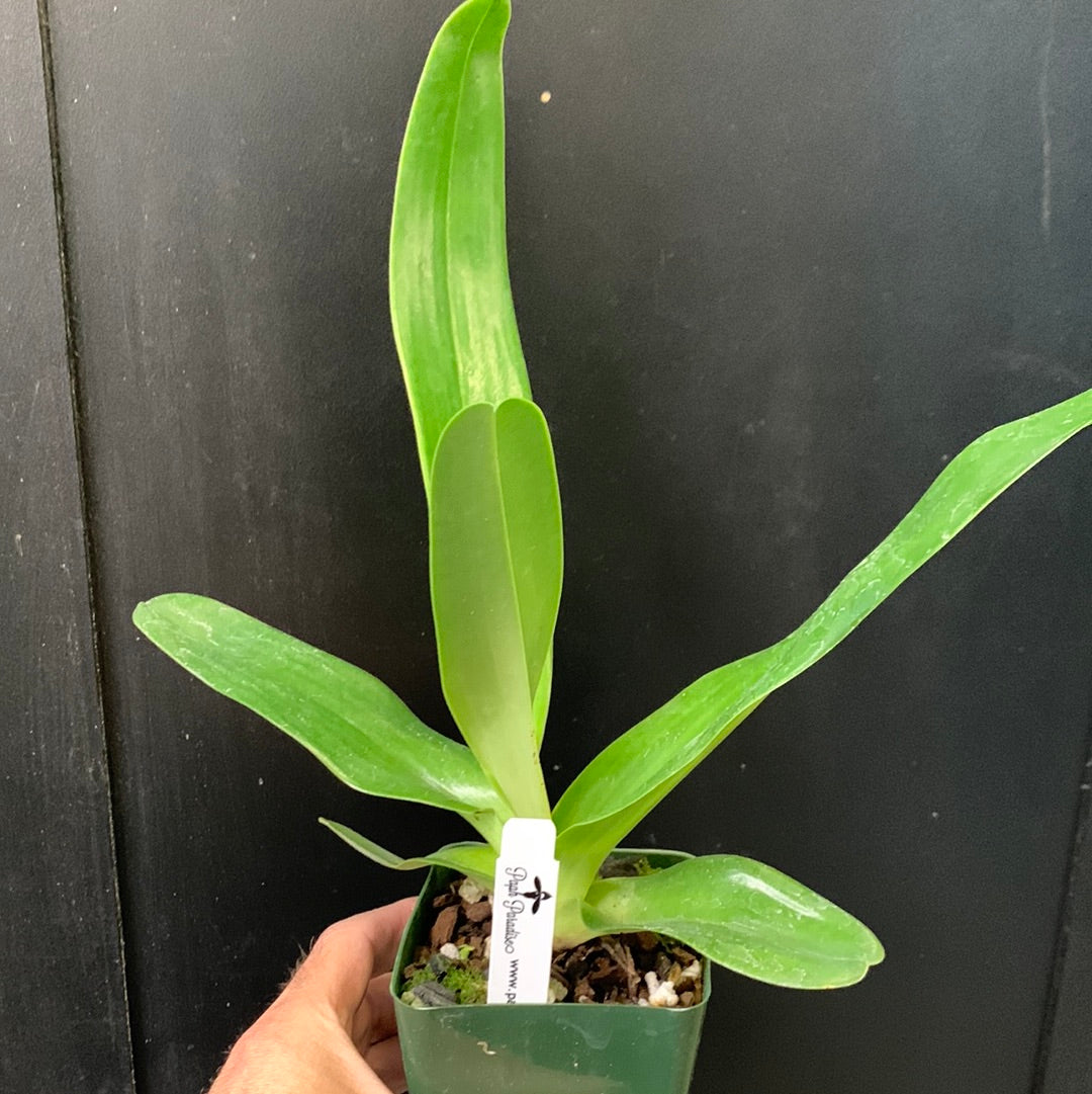 Paphiopedilum St Swithin