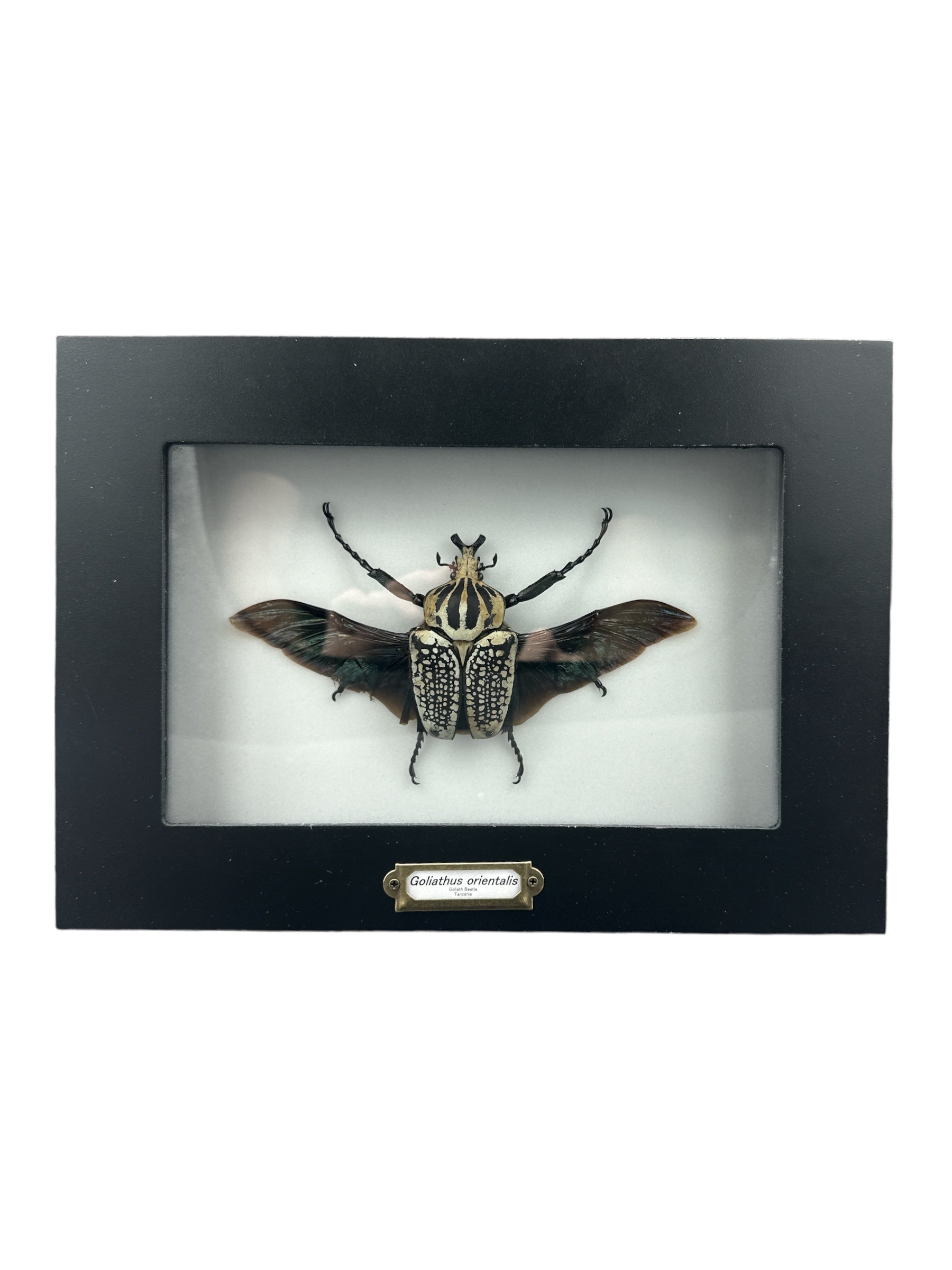 Scarabée Goliath - Ailes ouvertes (Goliathus orientalis) Encadré