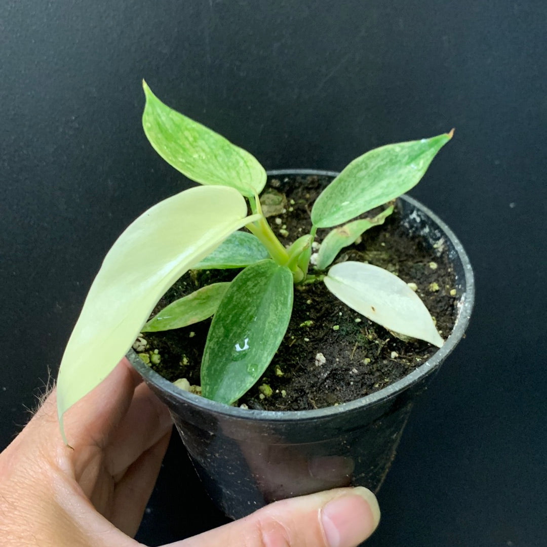 Philodendron Florida Ghost