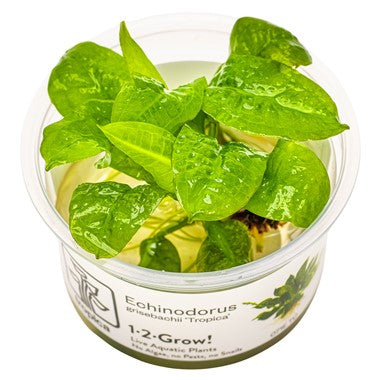Tropica Echinodorus grisebachii 'Tropica' 1-2- Grow