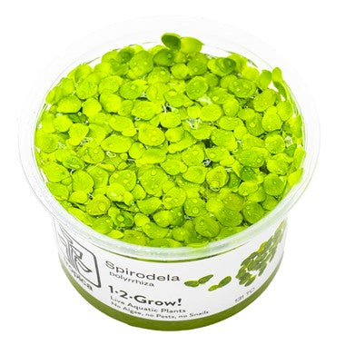 Tropica Phyllanthus fluitans 1-2-Culture