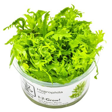 Tropica Hygrophila odora