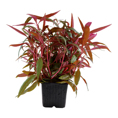 Tropica Alternanthera reineckii 'Pink' XL Potted