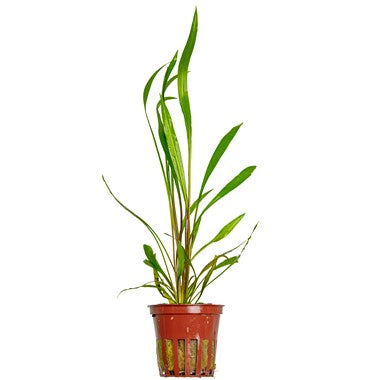 Tropica Cryptocoryne spiralis "Red" - Potted
