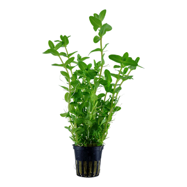 Tropica Bacopa carolinianan - Potted