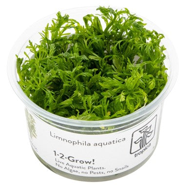 Tropica Limnophila aquatica 1-2-Grow